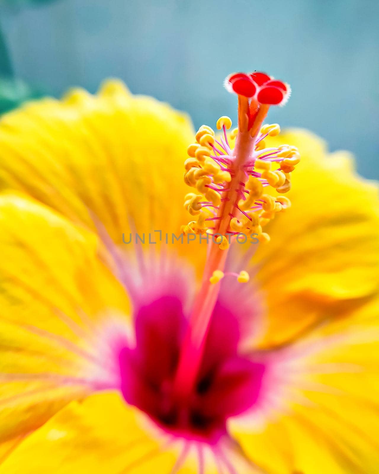 Close-up of Pollen grains on Stigma of an yellow Hibiscus flower. by lalam