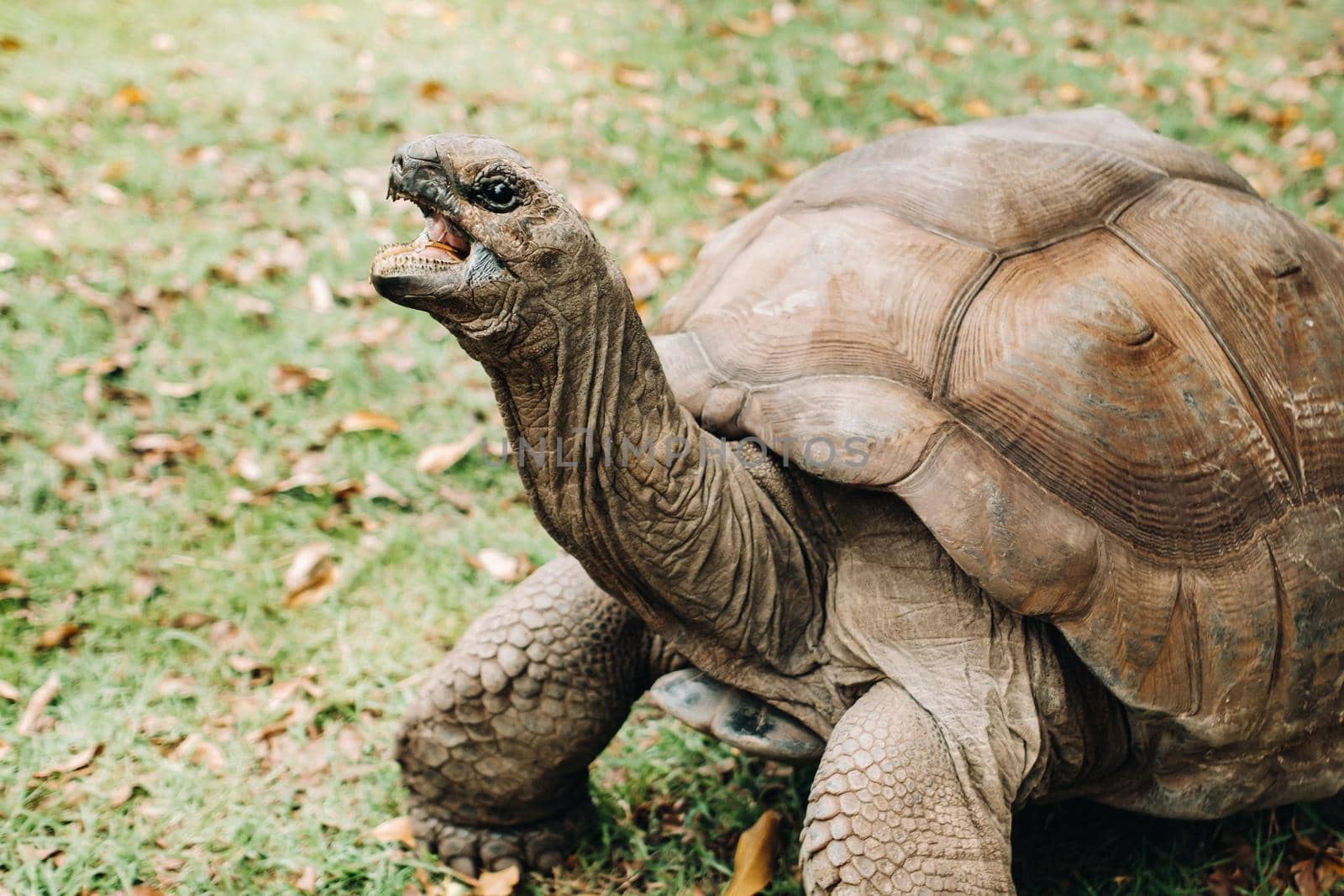 giant tortoises Dipsochelys gigantea in a tropical Park on the island of Mauritius in the Indian ocean.