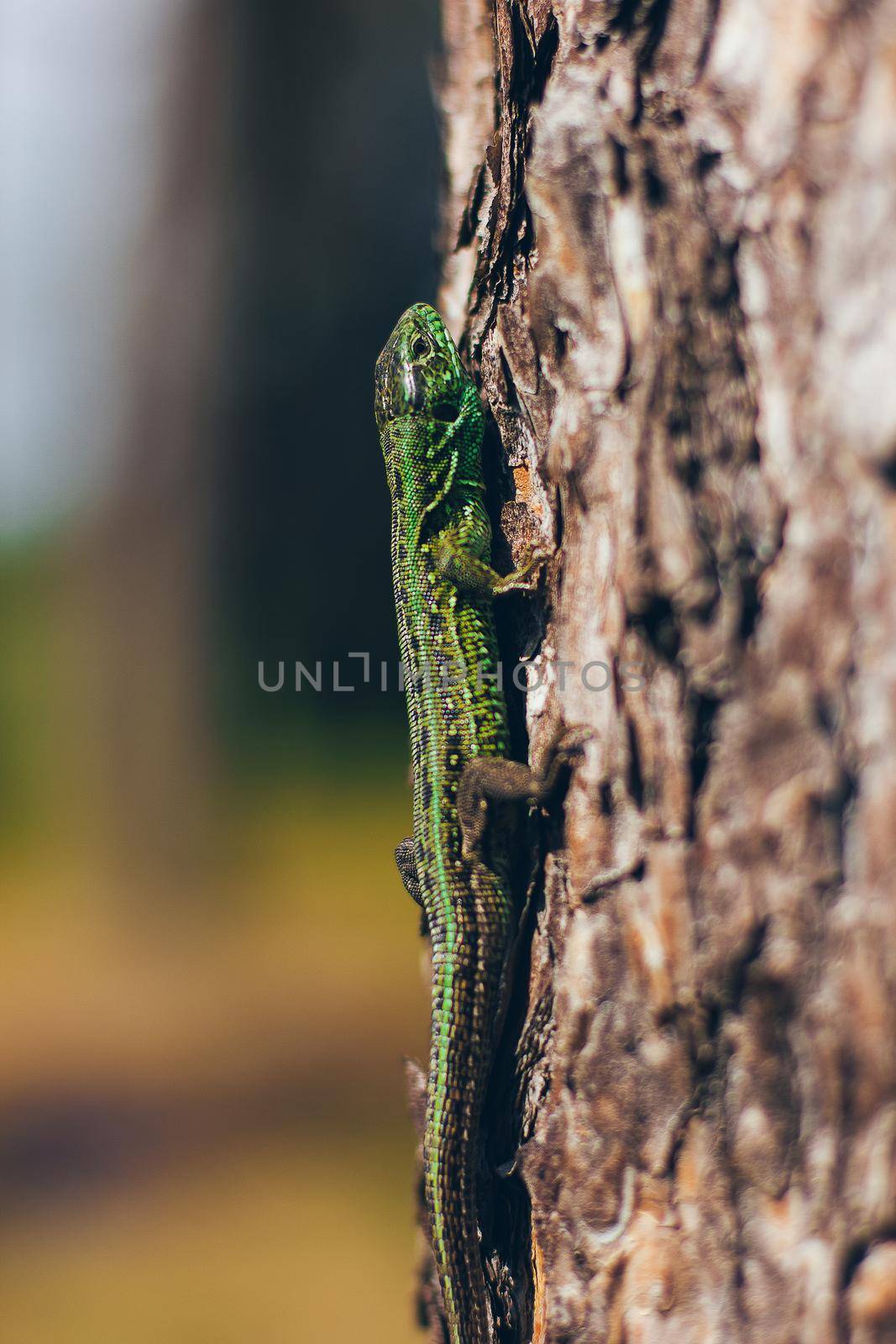 Large green bright lizard on a tree close-up macro, forest fauna.