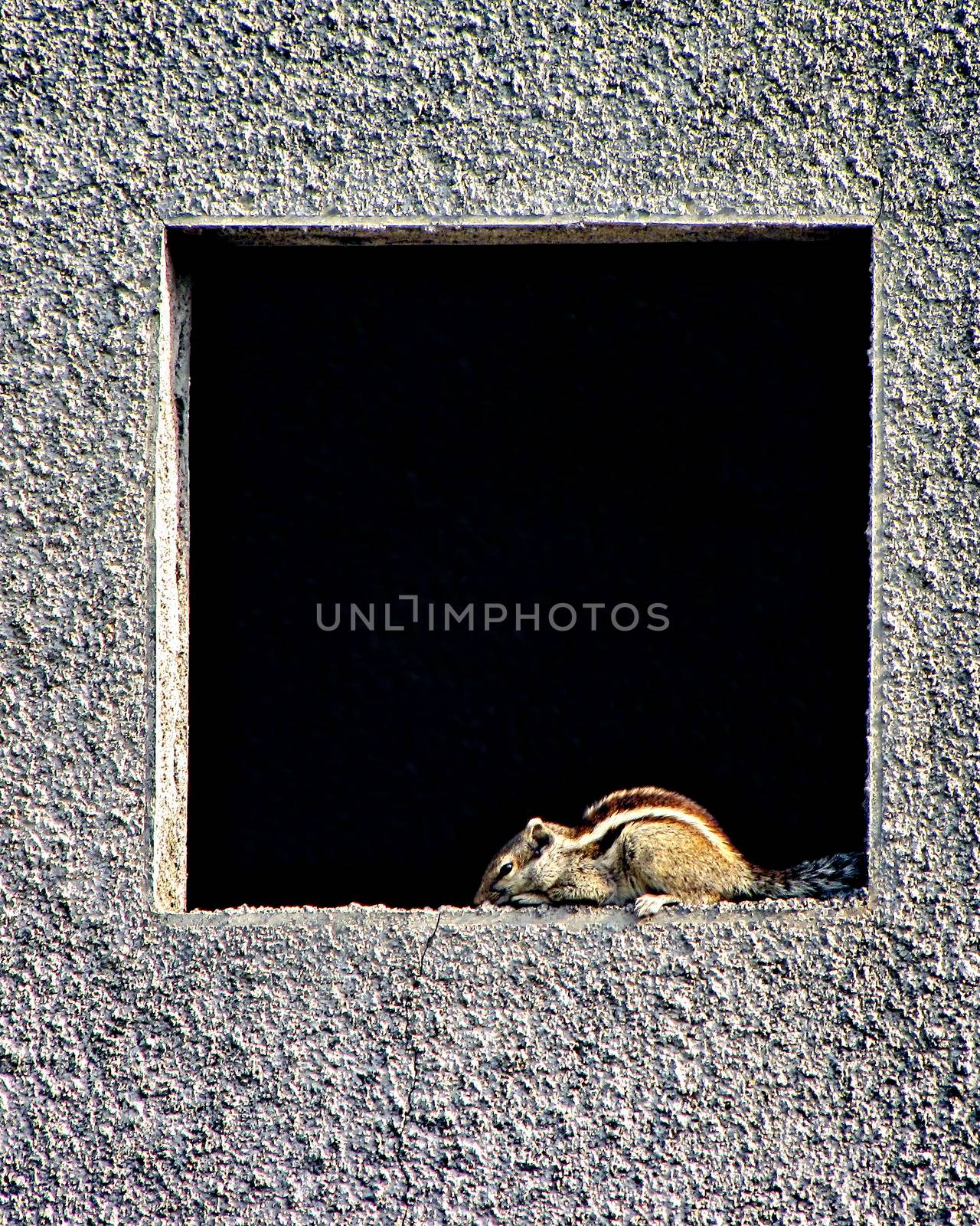 Indian Palm Squirrel(Funambulus palmarum) sitting in a square window of newly constructed house. by lalam