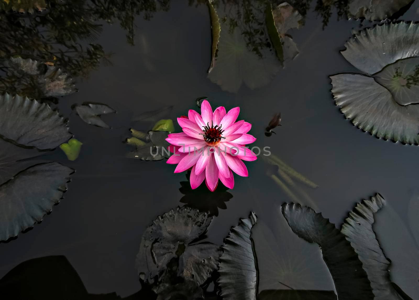 Isolated, close up image of a beautiful dark pink lotus flower with leaves in water.