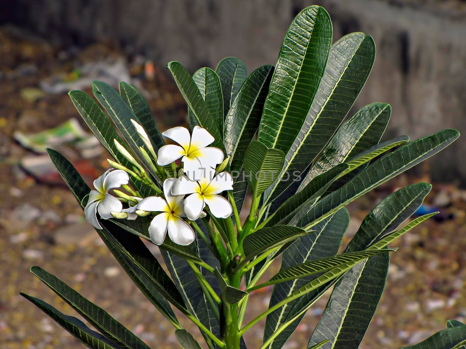 Bunch of fresh white Plumeria flowers on a tree with green leaves background. by lalam