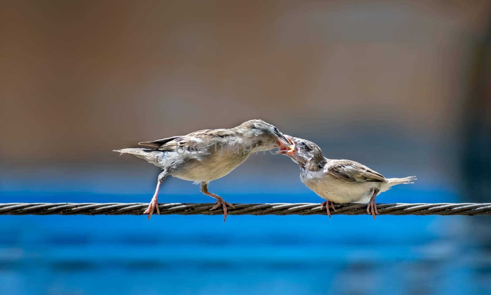 Newly born, hungry baby sparrow barely balancing on wire being fed with food from mother. by lalam