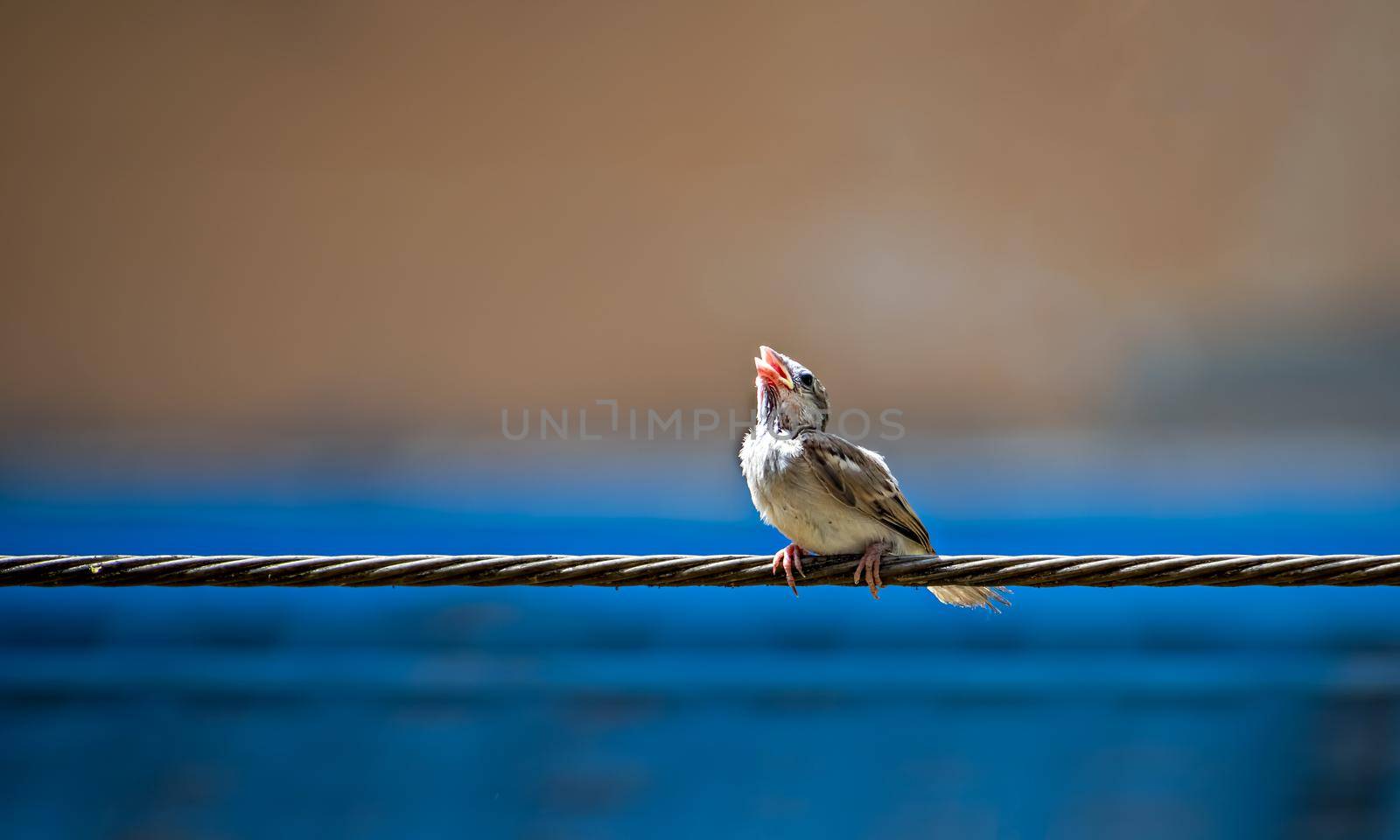 Newly born, hungry baby sparrow barely balancing on wire and awaiting for food from parents.