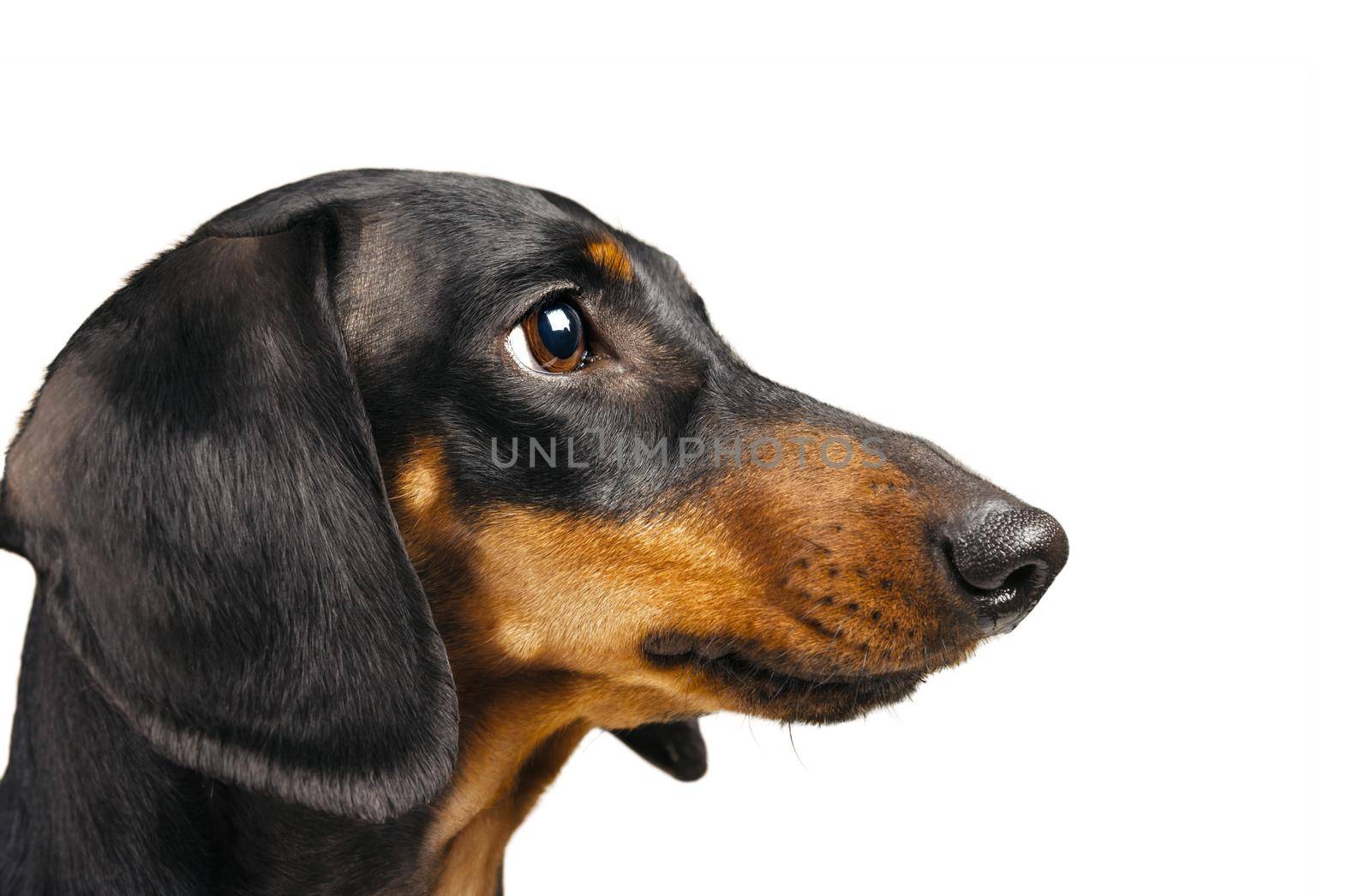 Portrait of smooth-haired dachshund dog isolated on a white background.