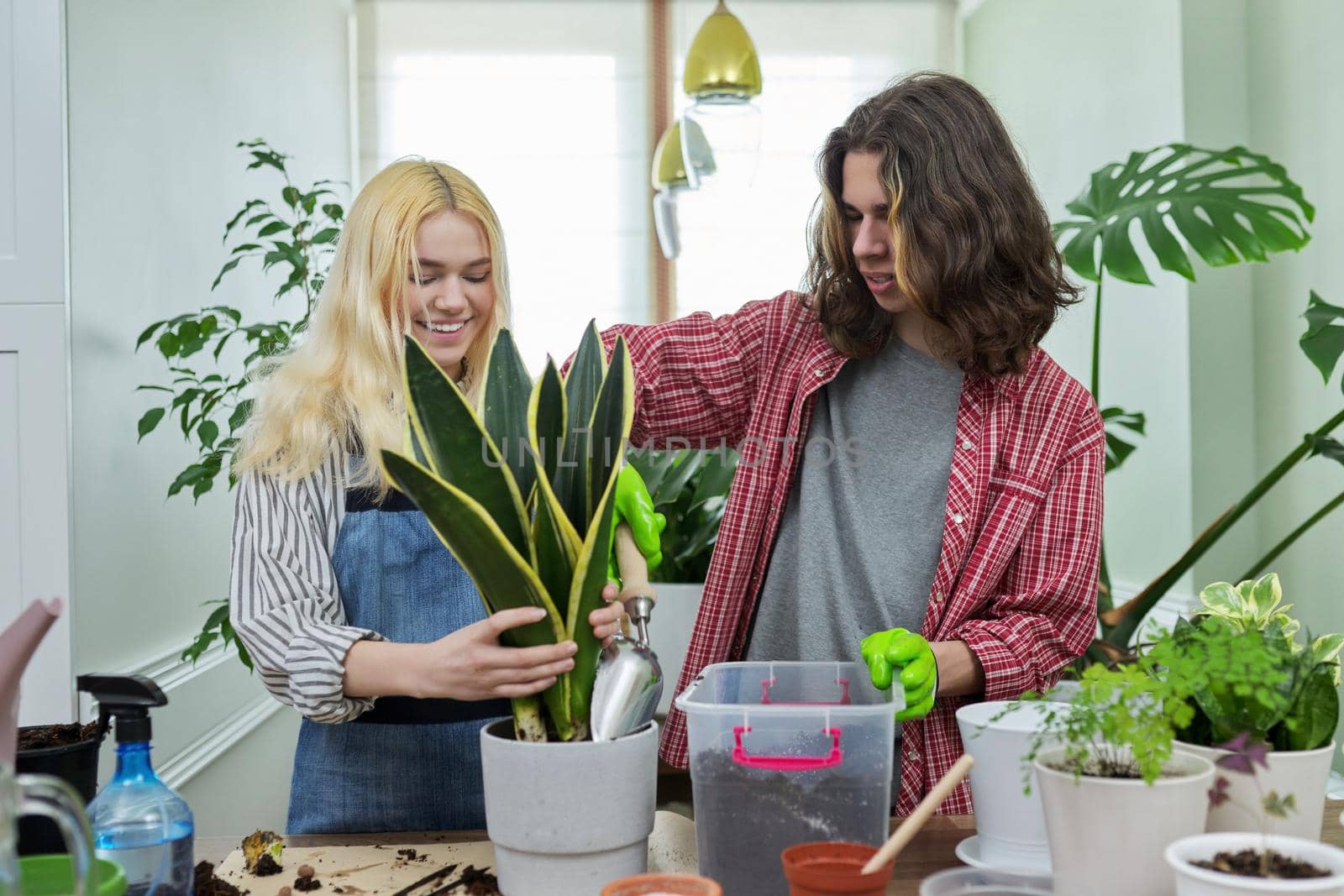 Indoor plants, green eco urban trends. Teenagers guy and girl planting Sansevieria houseplant in pot, soil on table, garden tools, pots. Green hobby of young people