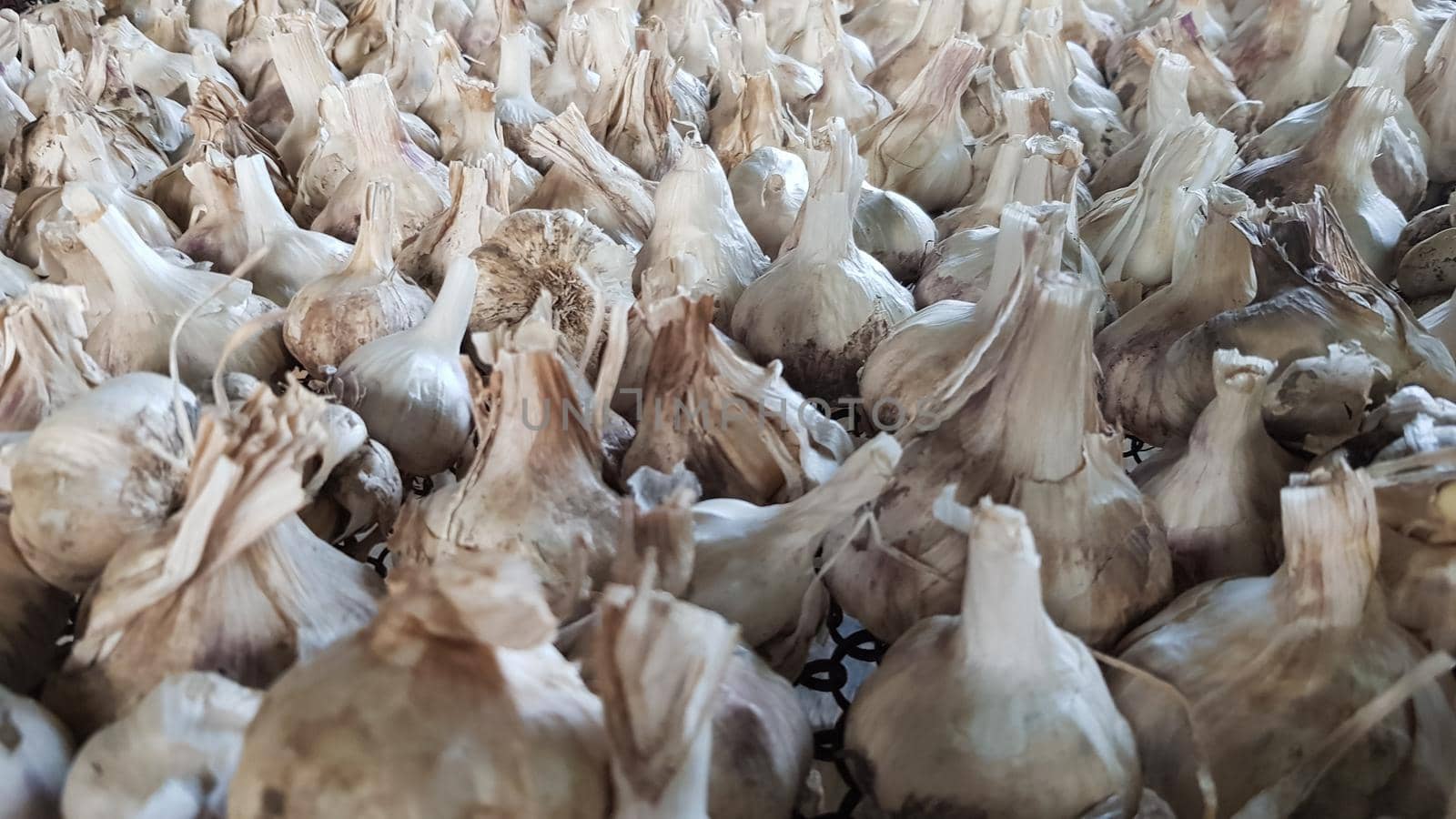 A lot of messidor garlic is spread out in the open air. This variety is high yielding good quality, ripens early and has a high yield, grown in Holland