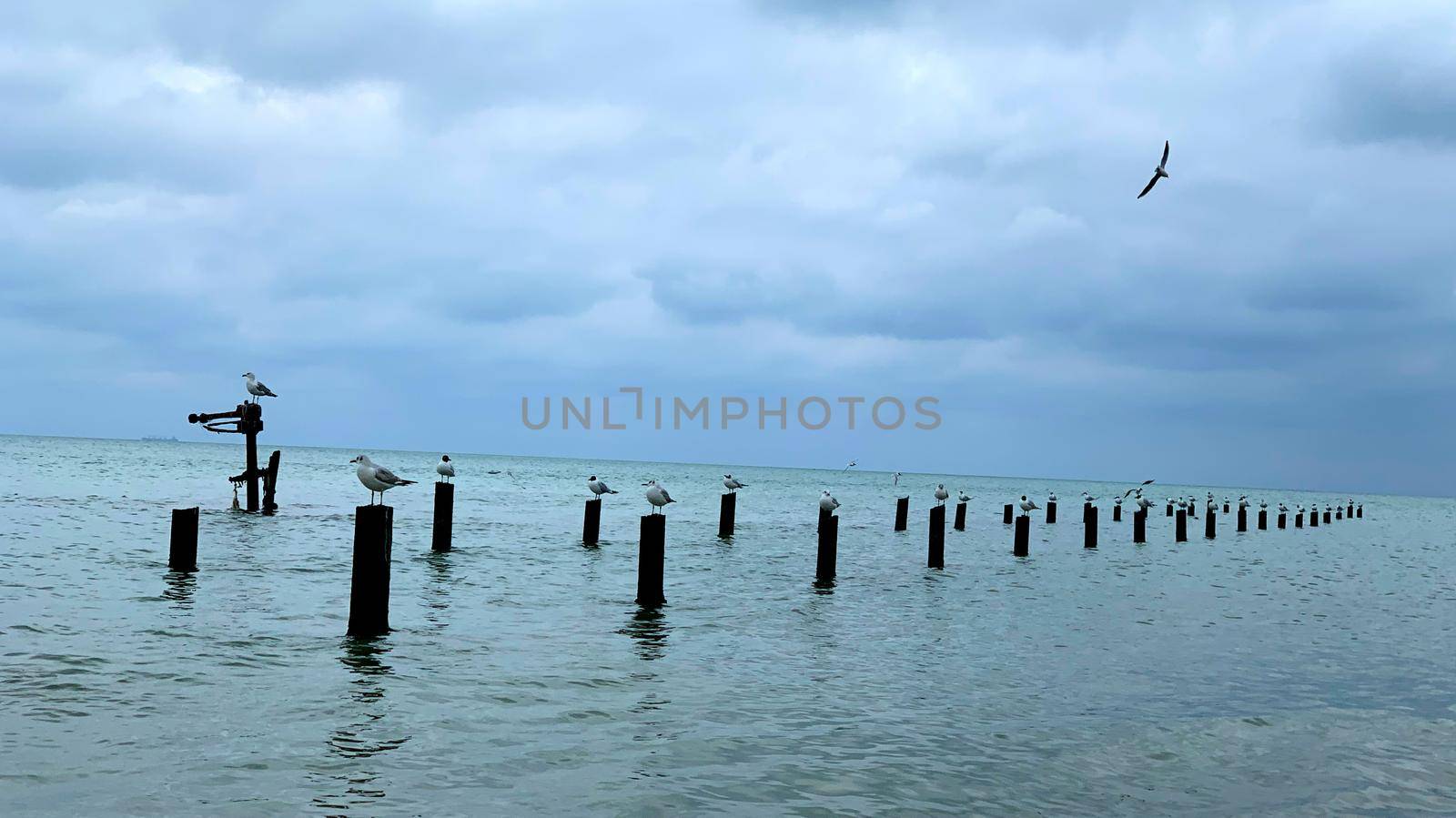 Sea gull sits on a rusty barrel in the Black Sea with dark clouds. Beach image