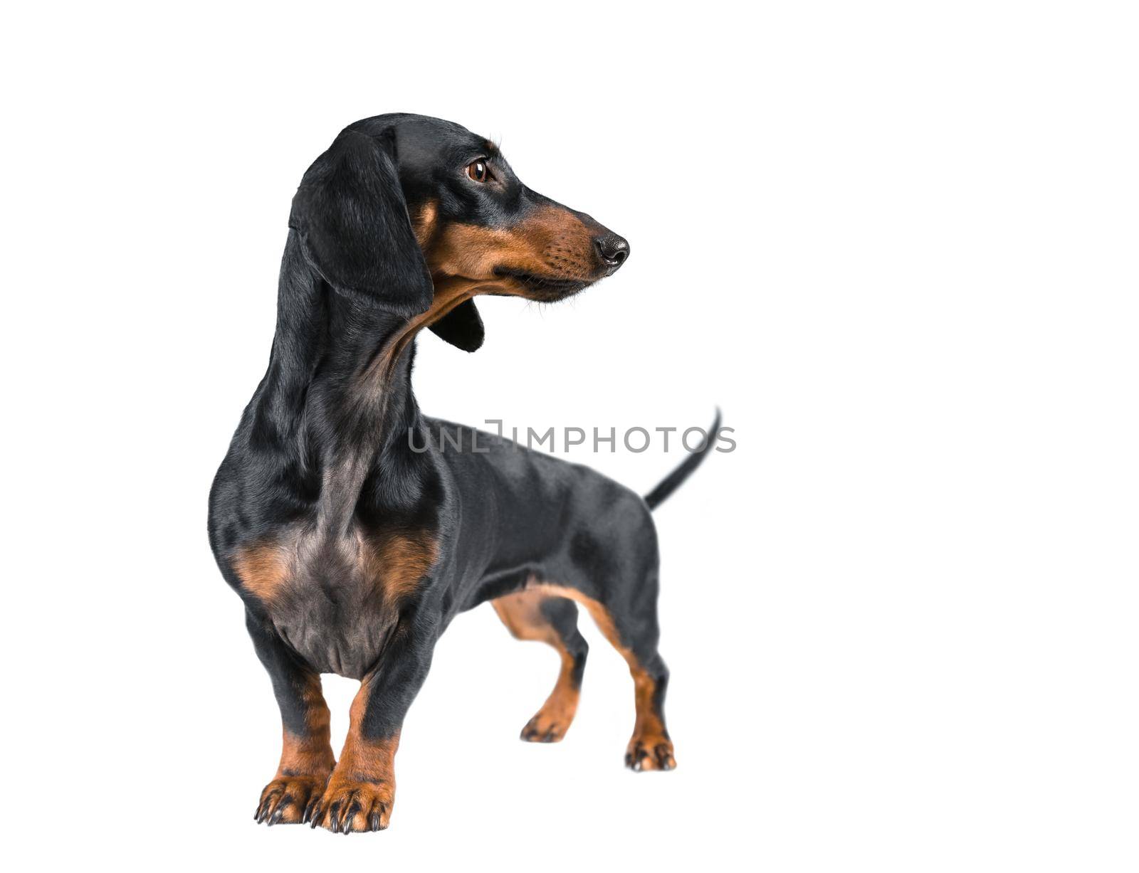 Dachshund isolated on a white background. by alexAleksei