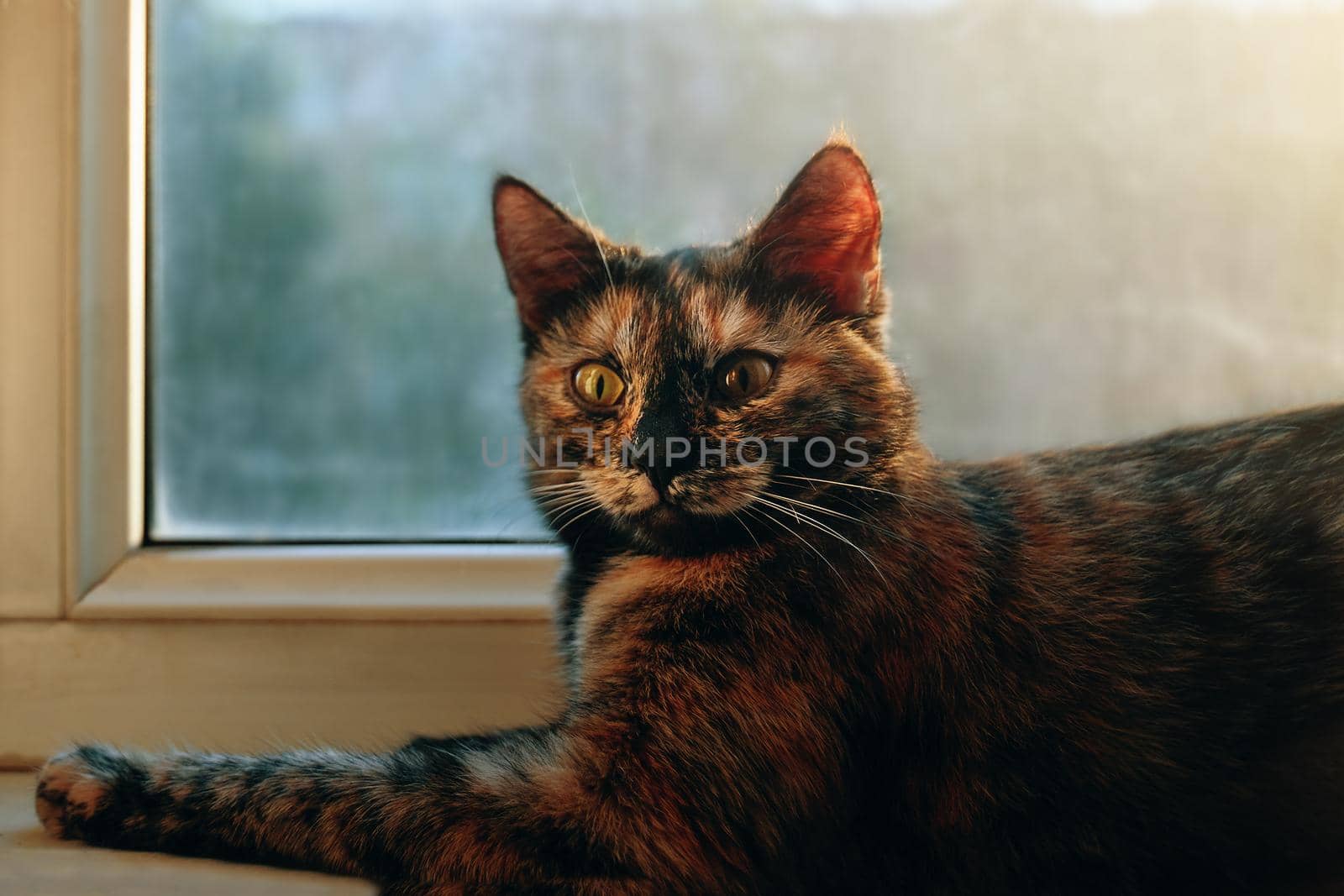 Lazy colorful cat lying by window. Domestic lovely kitten with beautiful eyes relaxing on window sill. Sunny day outside.