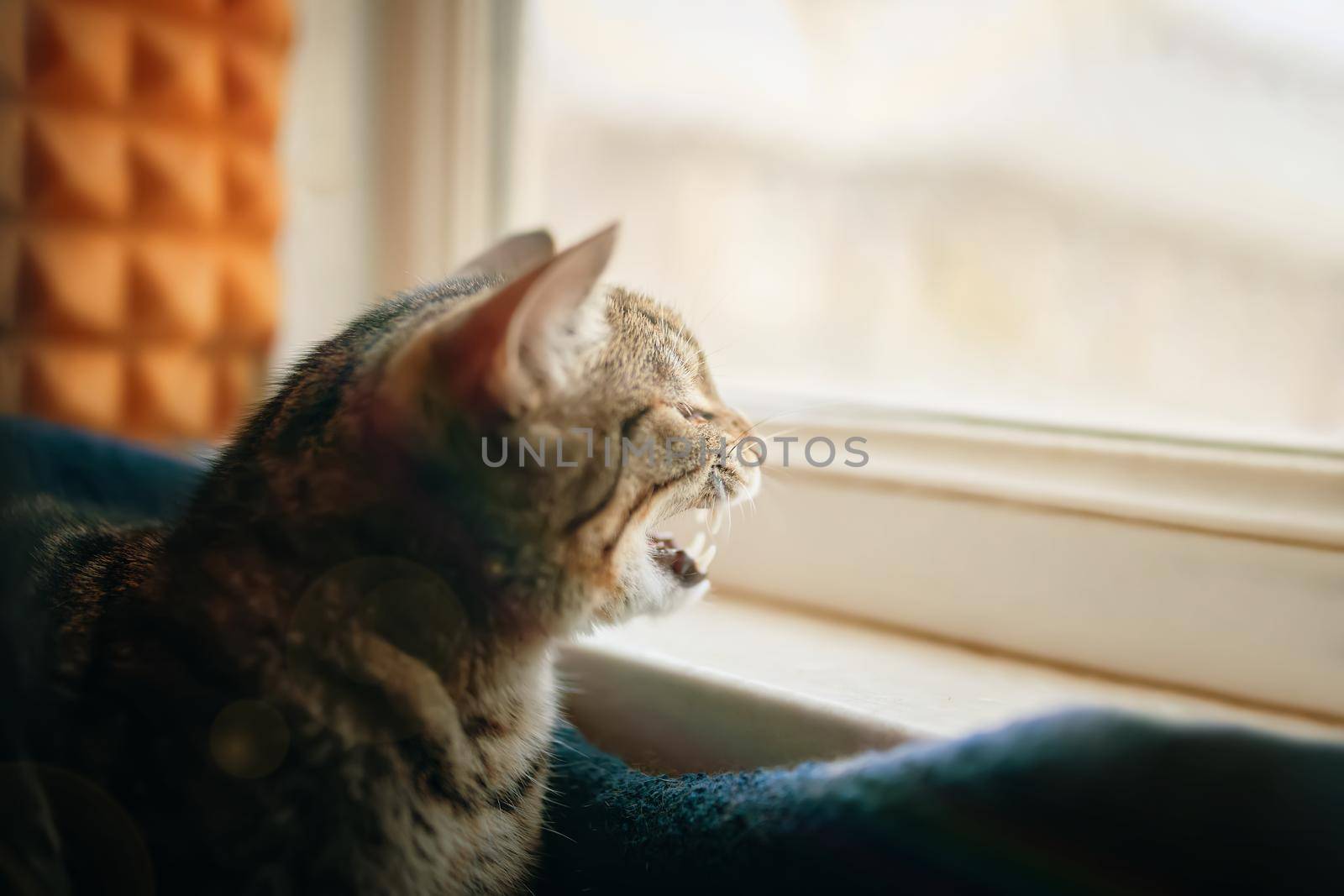 Domestic cat is sitting in pets couch near windowsill and yawns. Sunlight in window. Close up animal portrait.