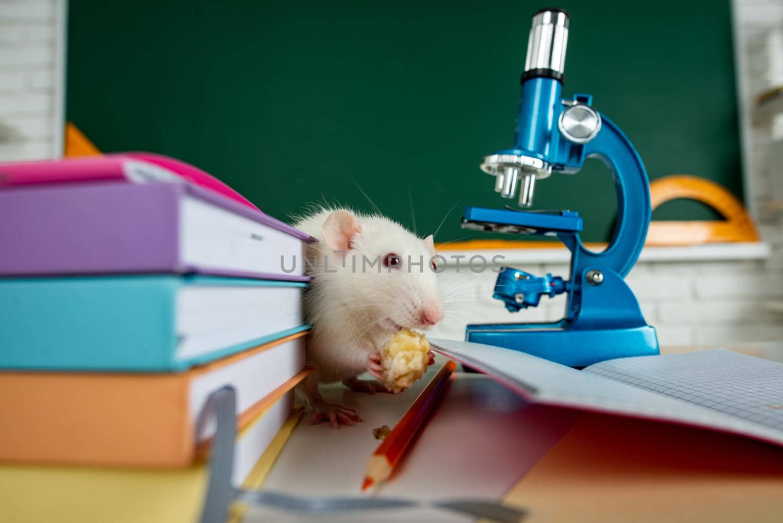 Design for book library, learning, education. Concept for university college or school. Funny rat student