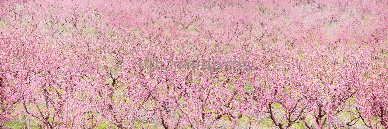 Nature background: blooming pink cherry-trees garden in spring.