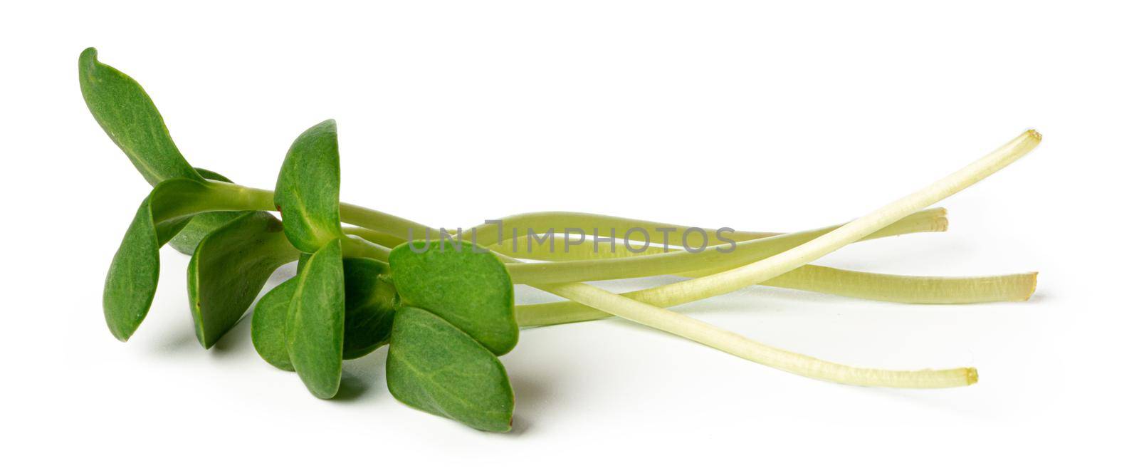 Bunch of micro green sprouts isolated on white background, close up