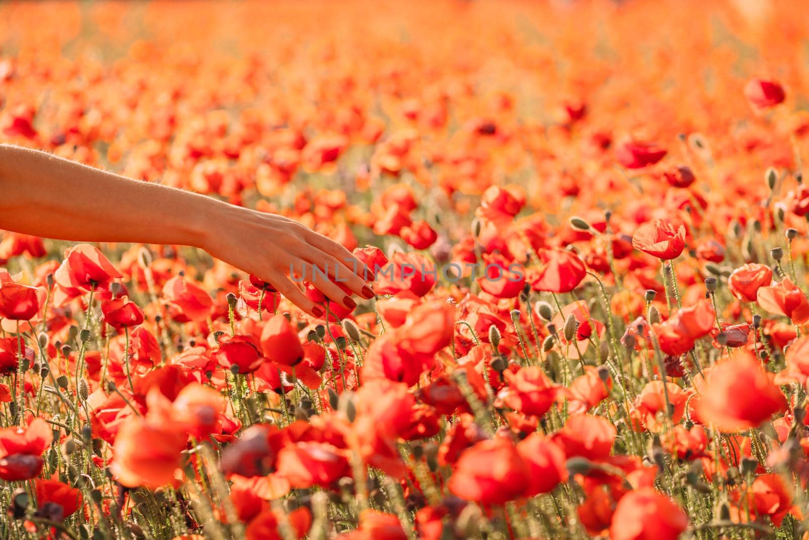 Female hand touching red poppies in field. by alexAleksei