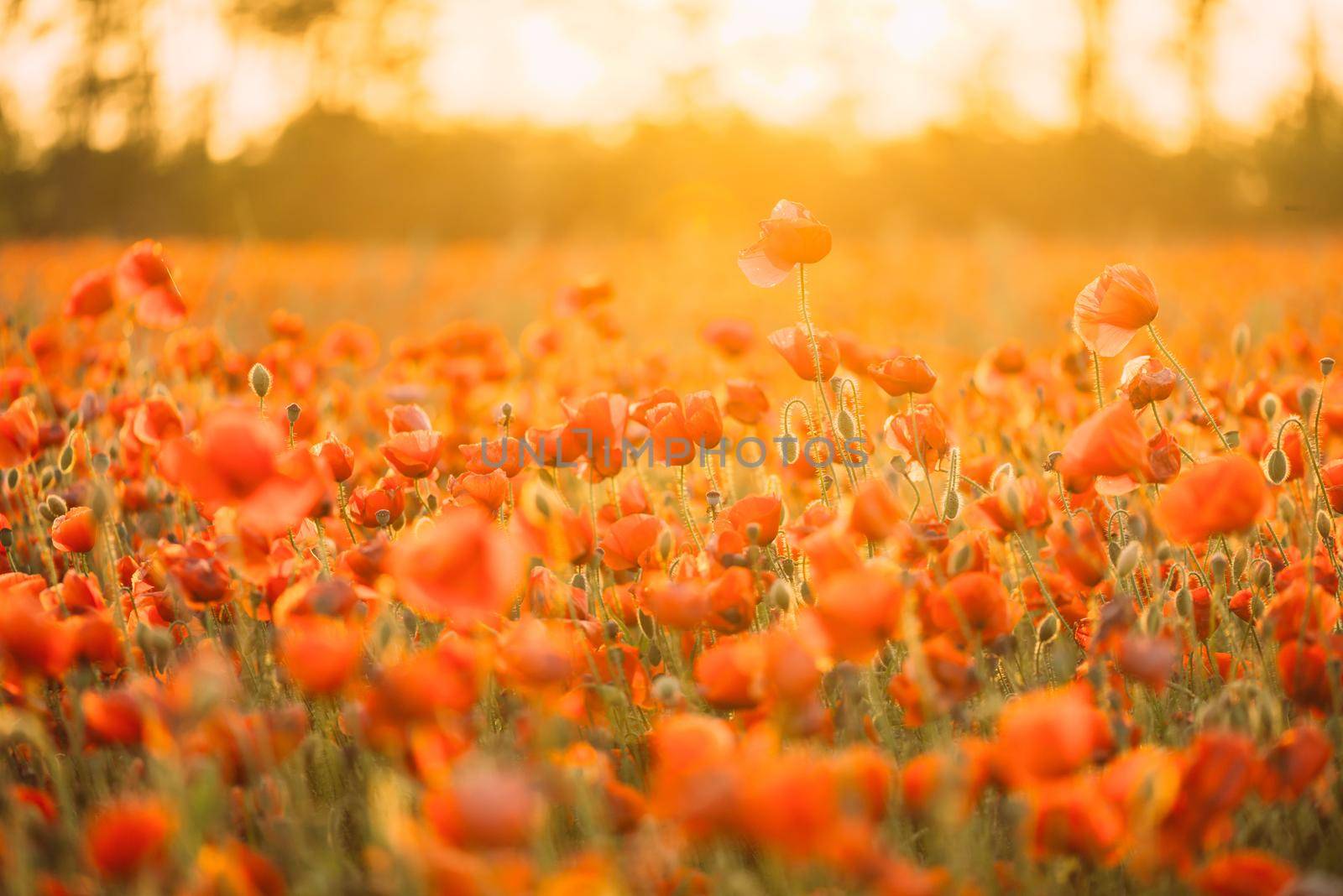 Nature flower background. Beautiful red poppies meadow on summer sunny day.