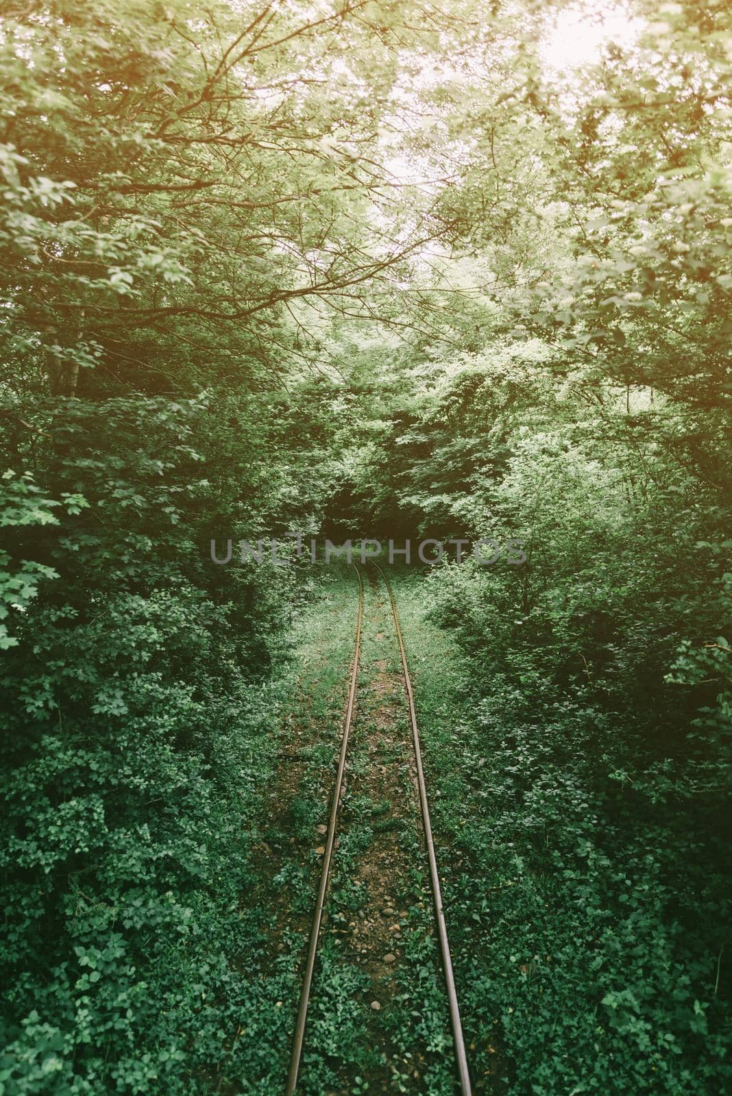 Old narrow-gauge railway in summer forest.