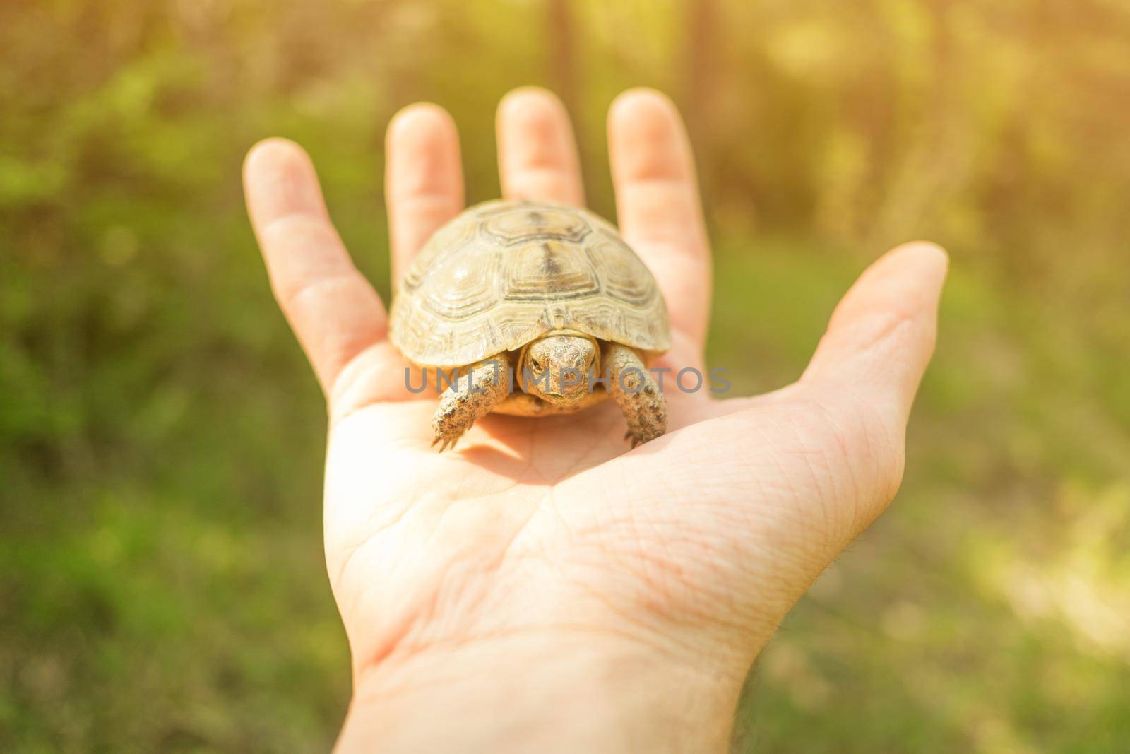 Small tortoise on male hand outdoor, a concept of nature conservation.