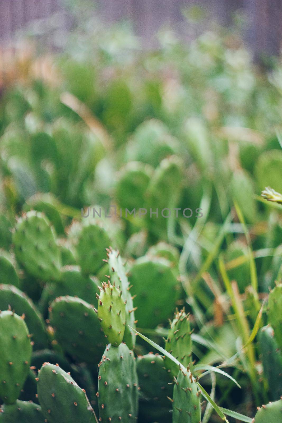 Cactus texture background. Cactus in the desert