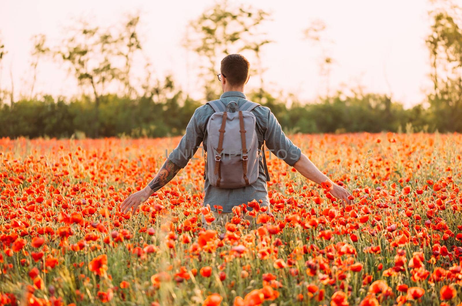 Traveler young man with backpack walking in red poppies meadow, rear view.