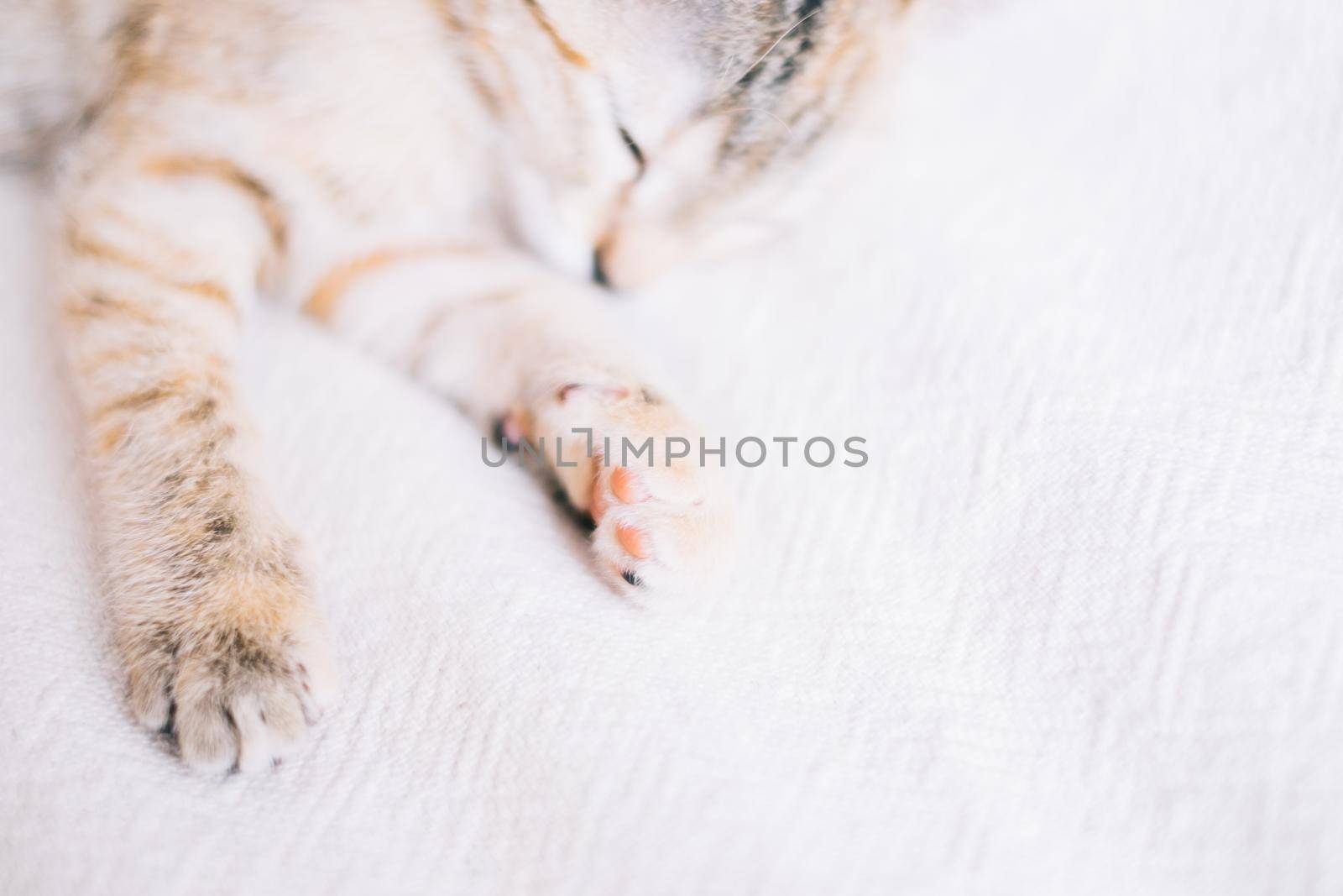 Kitten sleeping on sofa. by alexAleksei