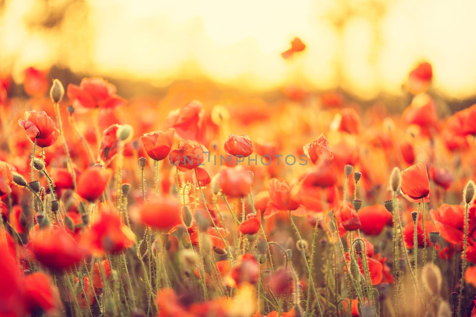 Summer wildflower background. by alexAleksei