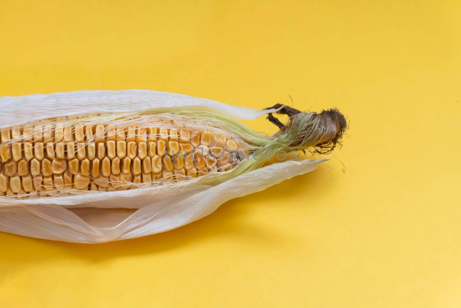 Closeup at the moldy dried yellow corn with dried leaves on yellow background by uveita