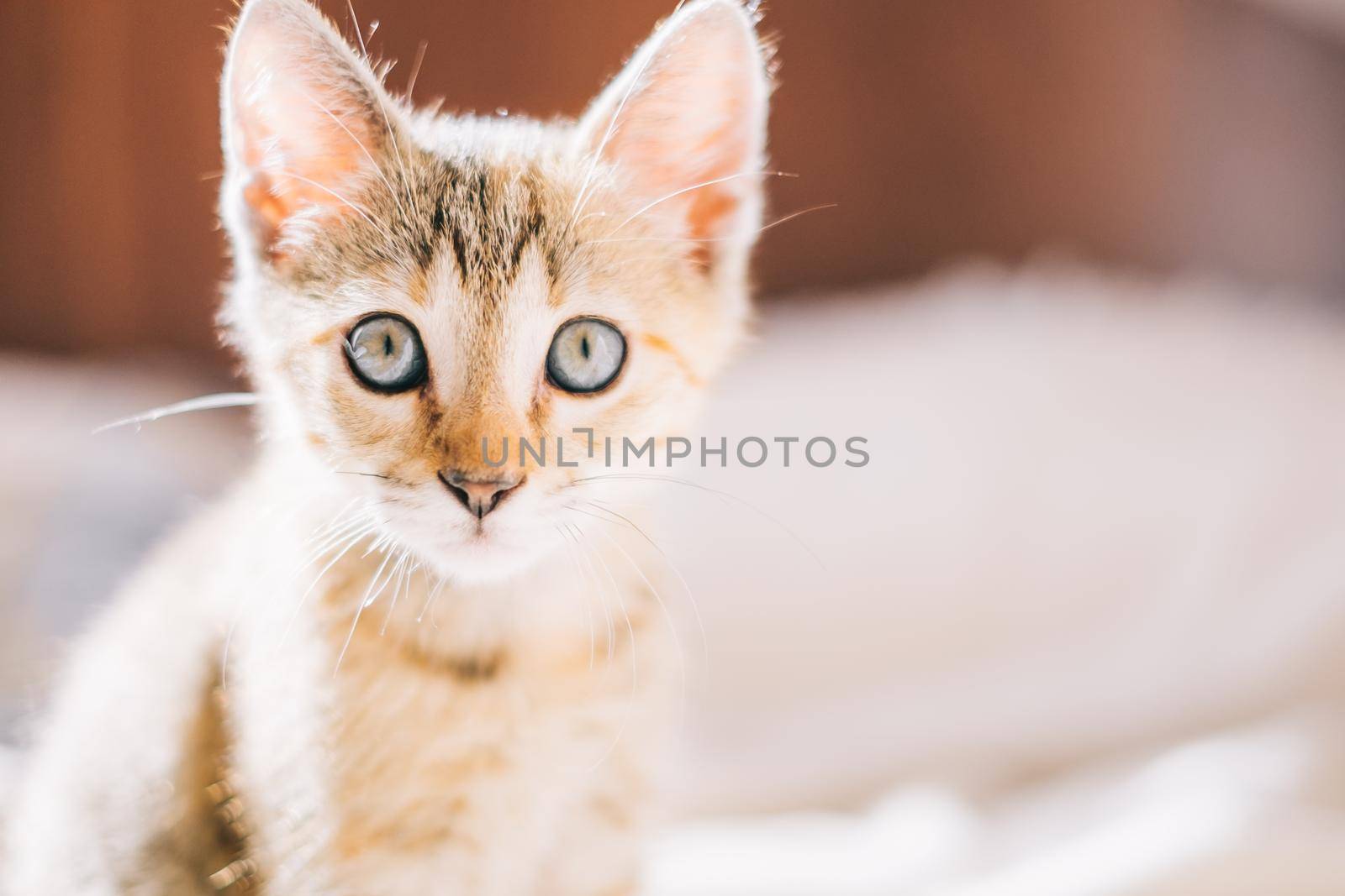 Cute kitten staring at camera. by alexAleksei