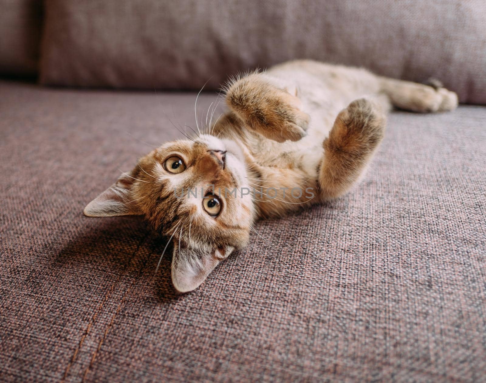 Cute kitten lying on its back on couch. by alexAleksei