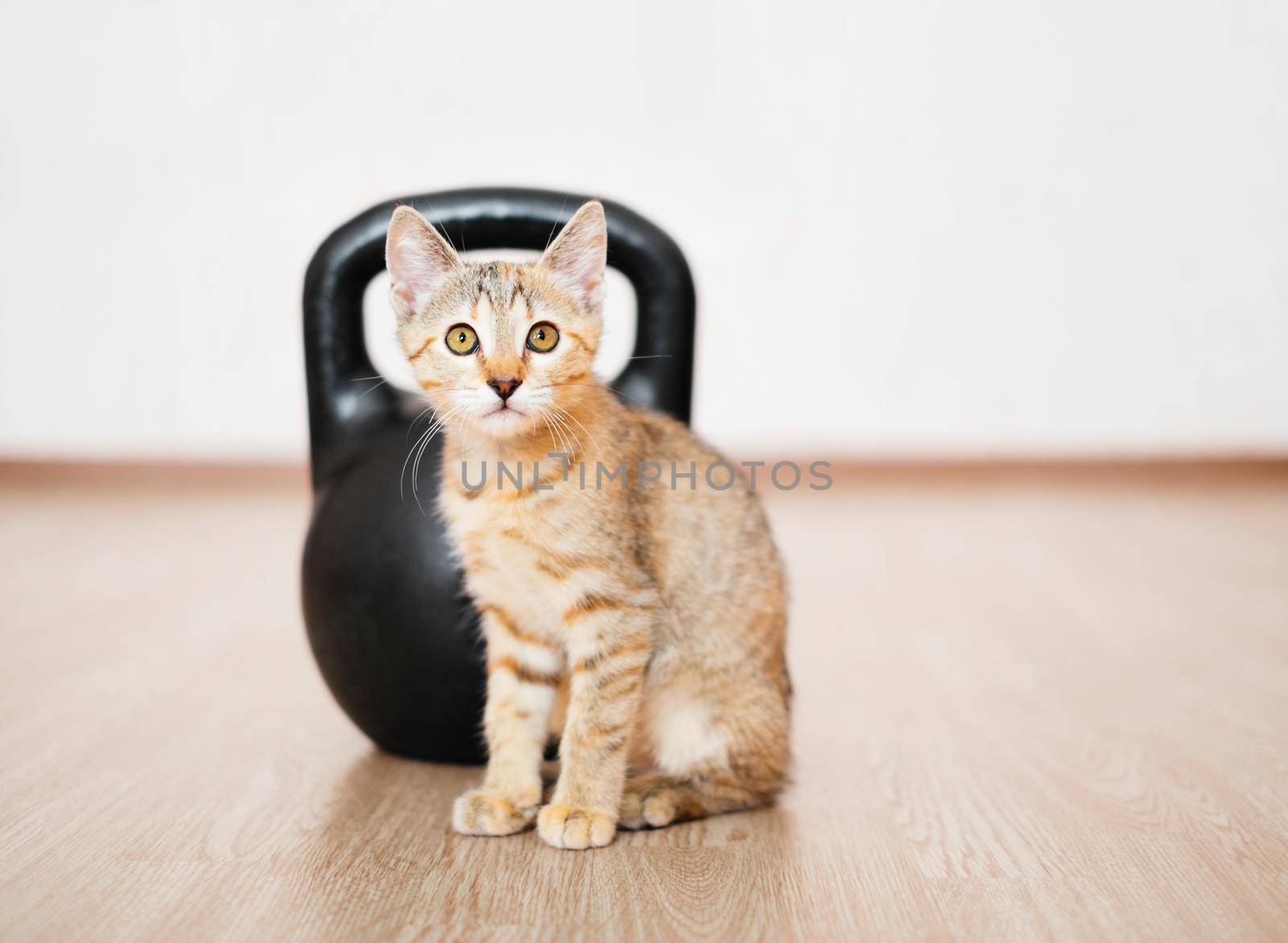 Kitten and metal kettlebell. by alexAleksei