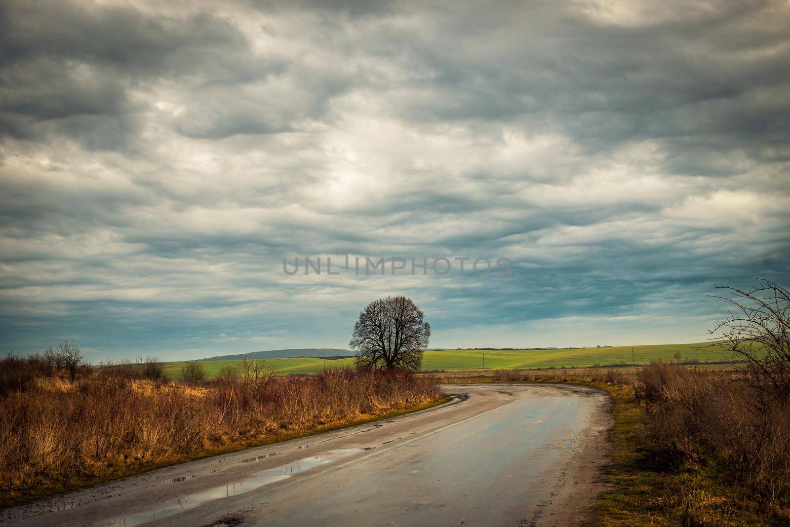 wonderful landscape with lonely tree by country road in the midst of fields