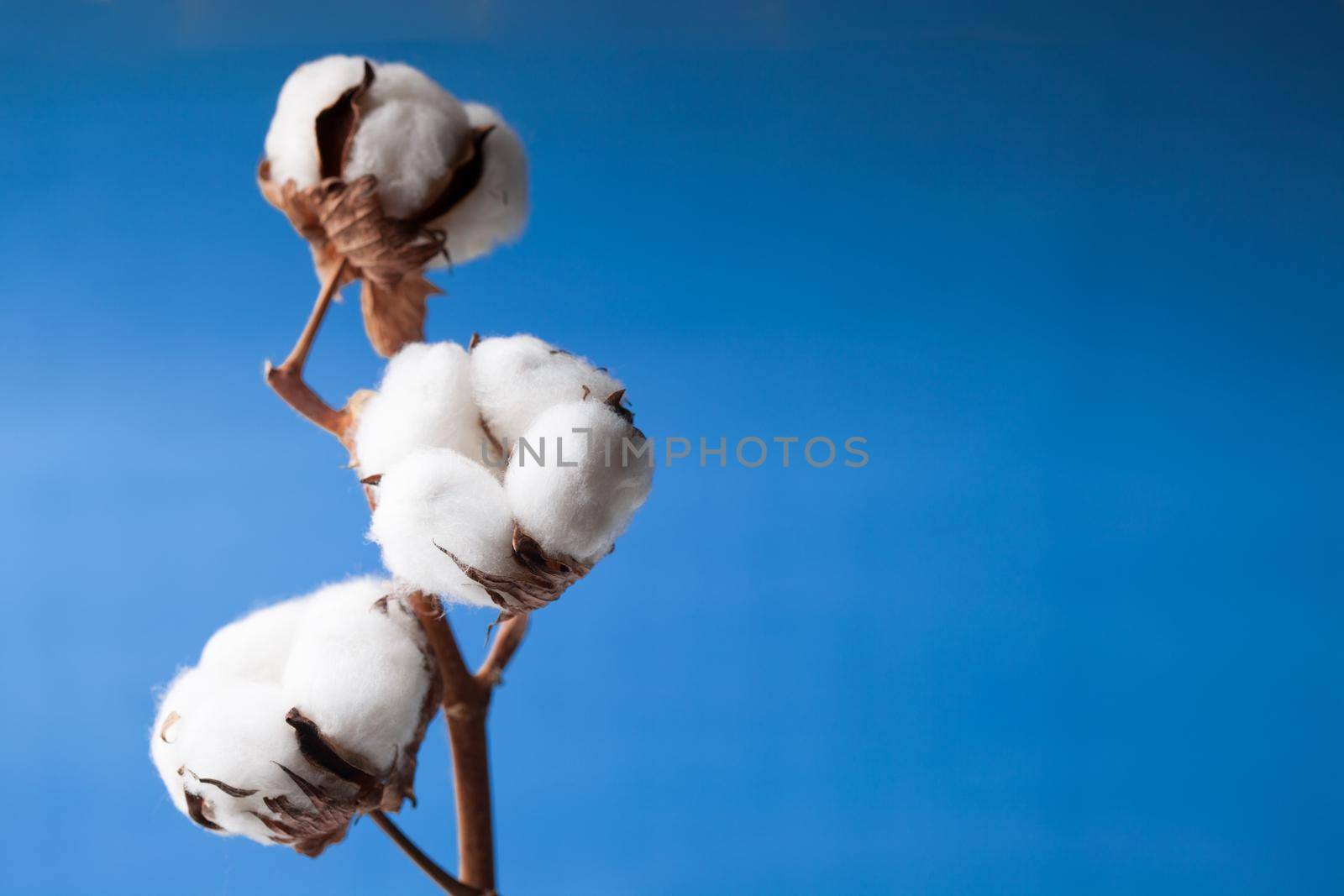 Cotton flower close up on blue background