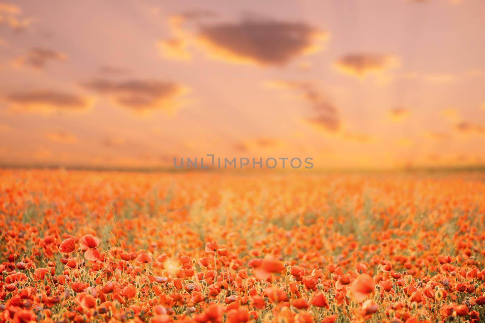 Nature floral landscape. Beautiful red poppies meadow at sunset.