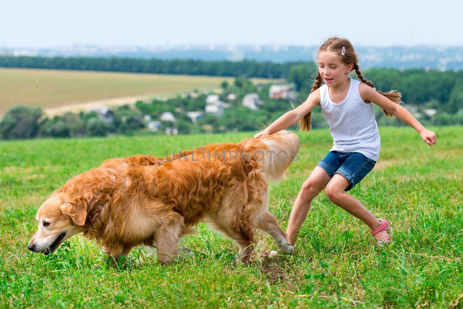 little girl walks on the leash with a golden retriever