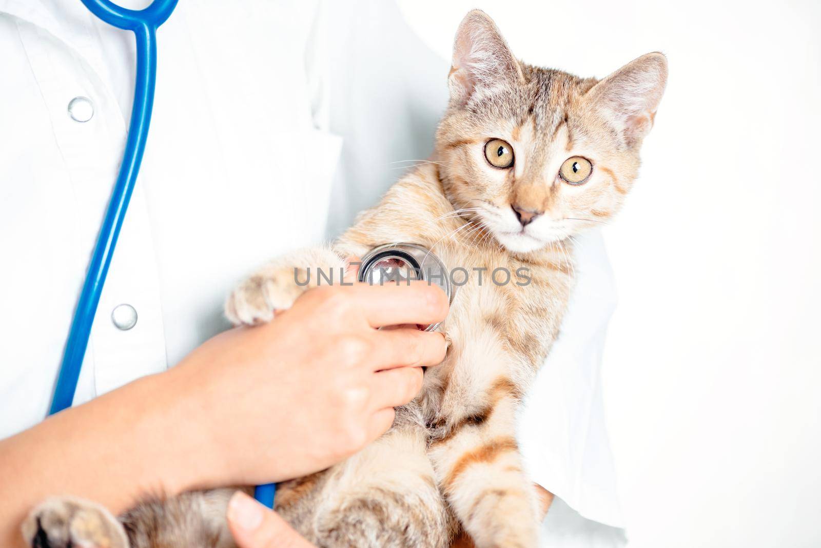 Unrecognizable woman doctor veterinarian checkup with stethoscope a cute kitten of brindle color, staring ay camera.