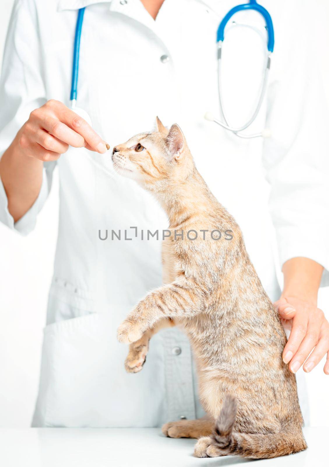 Unrecognizable woman veterinary doctor examining a cat of tortoiseshell color.