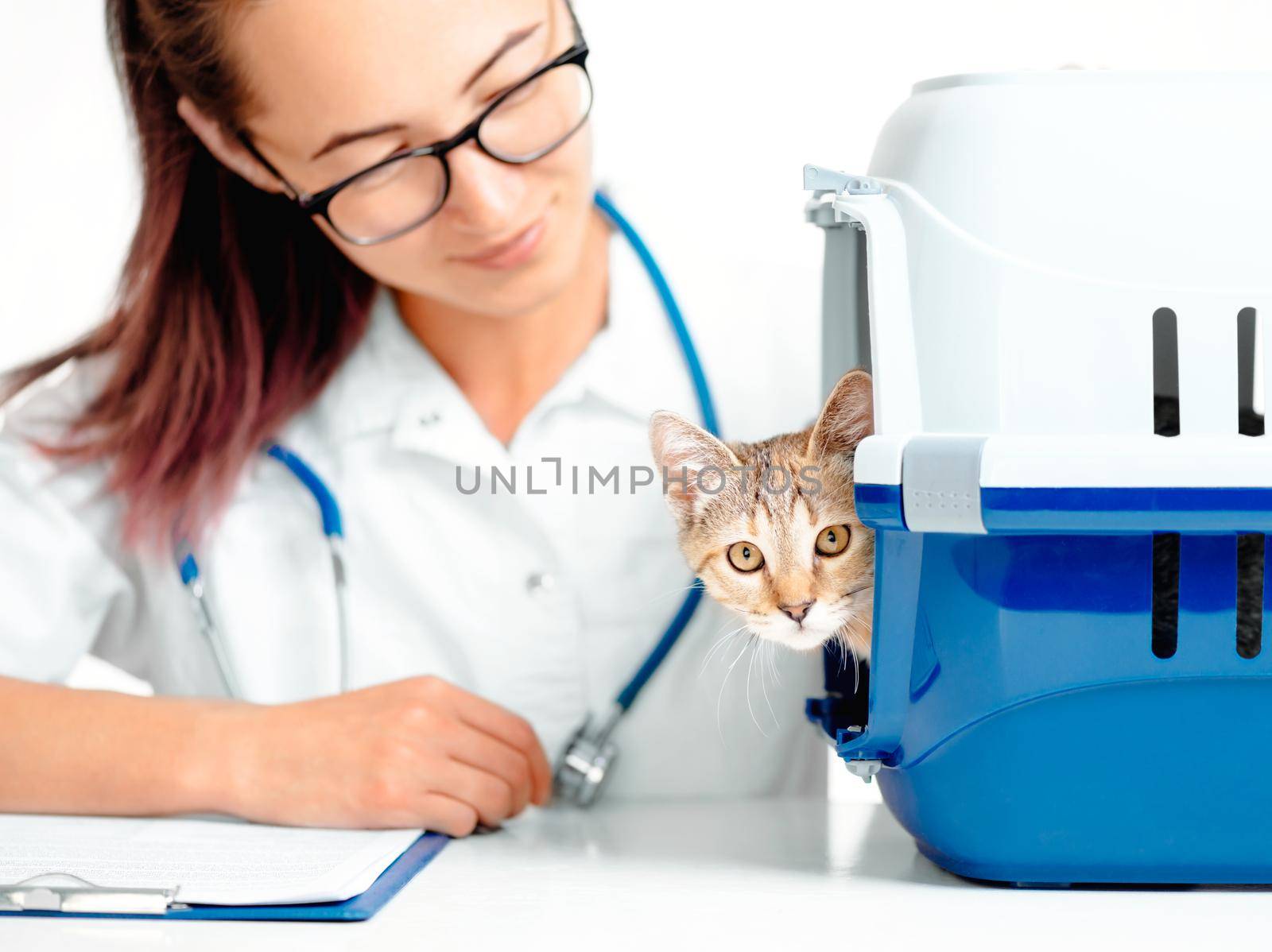 Cute kitten staring at camera from carrier box on a visit to veterinarian.