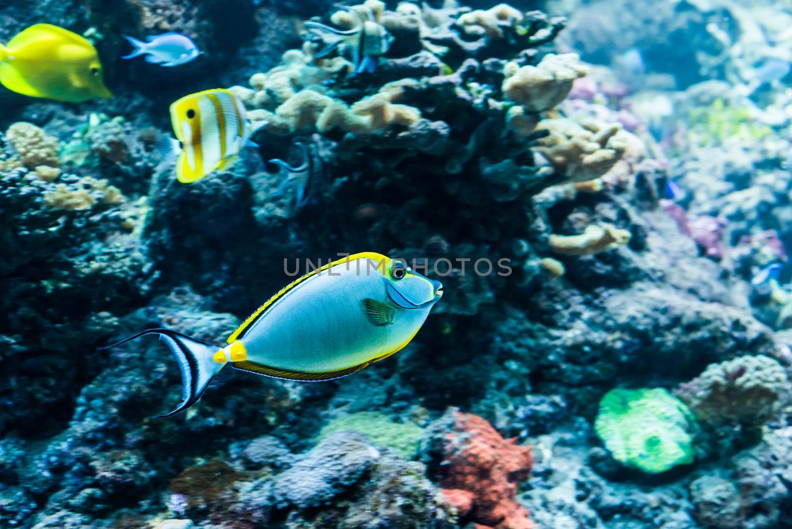 underwater image of colorful tropical fishes