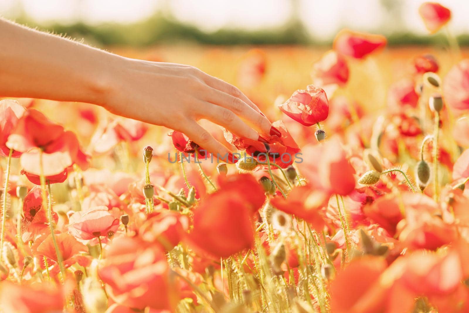 View of female hand touching red poppies in flower meadow on sunny day, close-up.