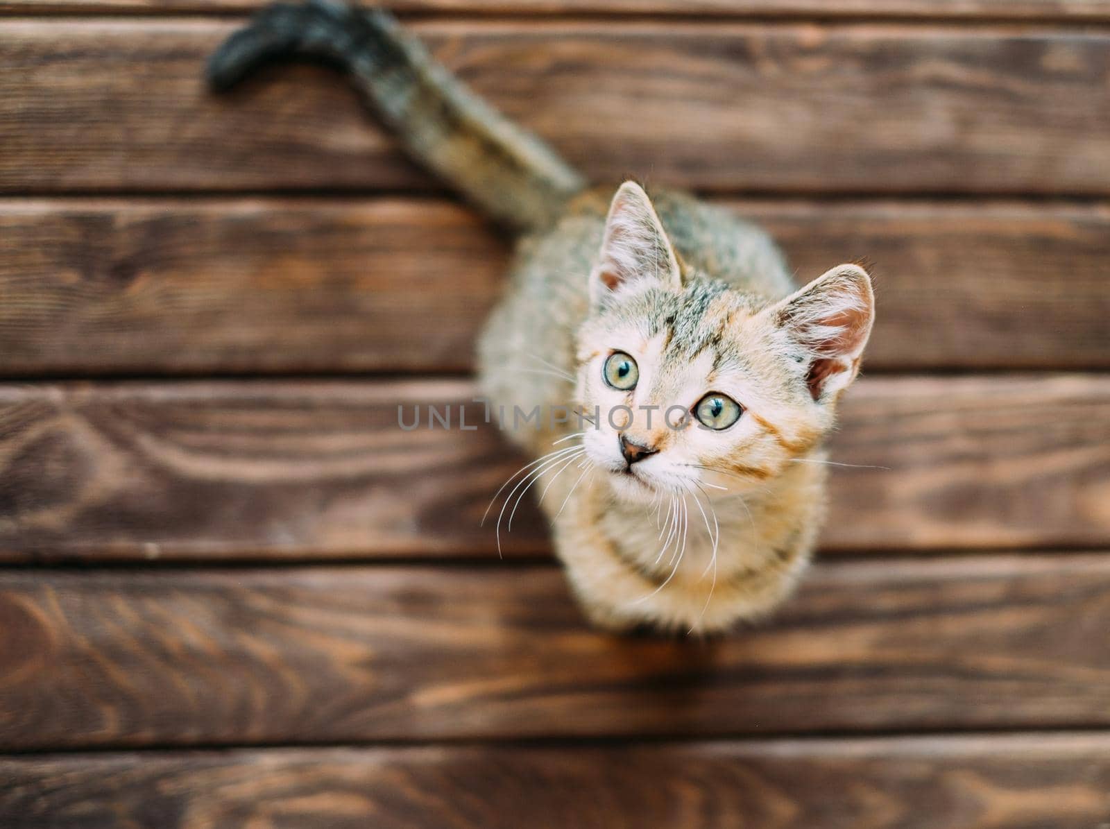 Curiosity kitten sitting on wooden floor and staring up.