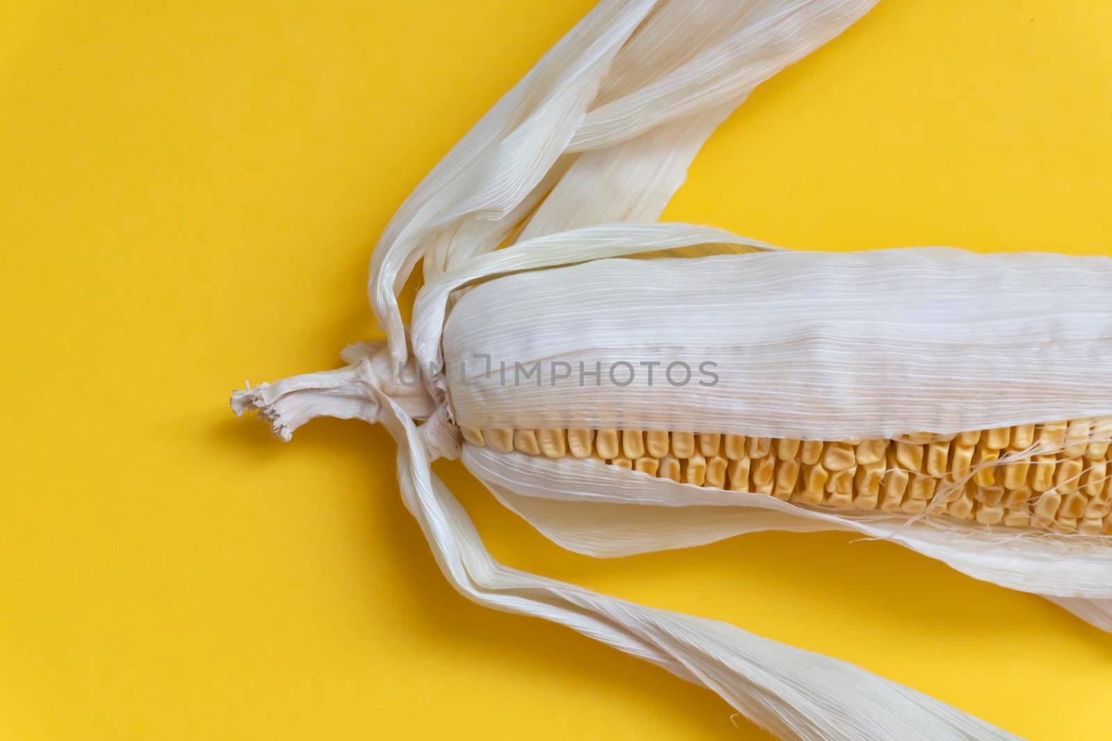 Closeup at the end part of moldy dried yellow corn with dried leaves on yellow background, by uveita