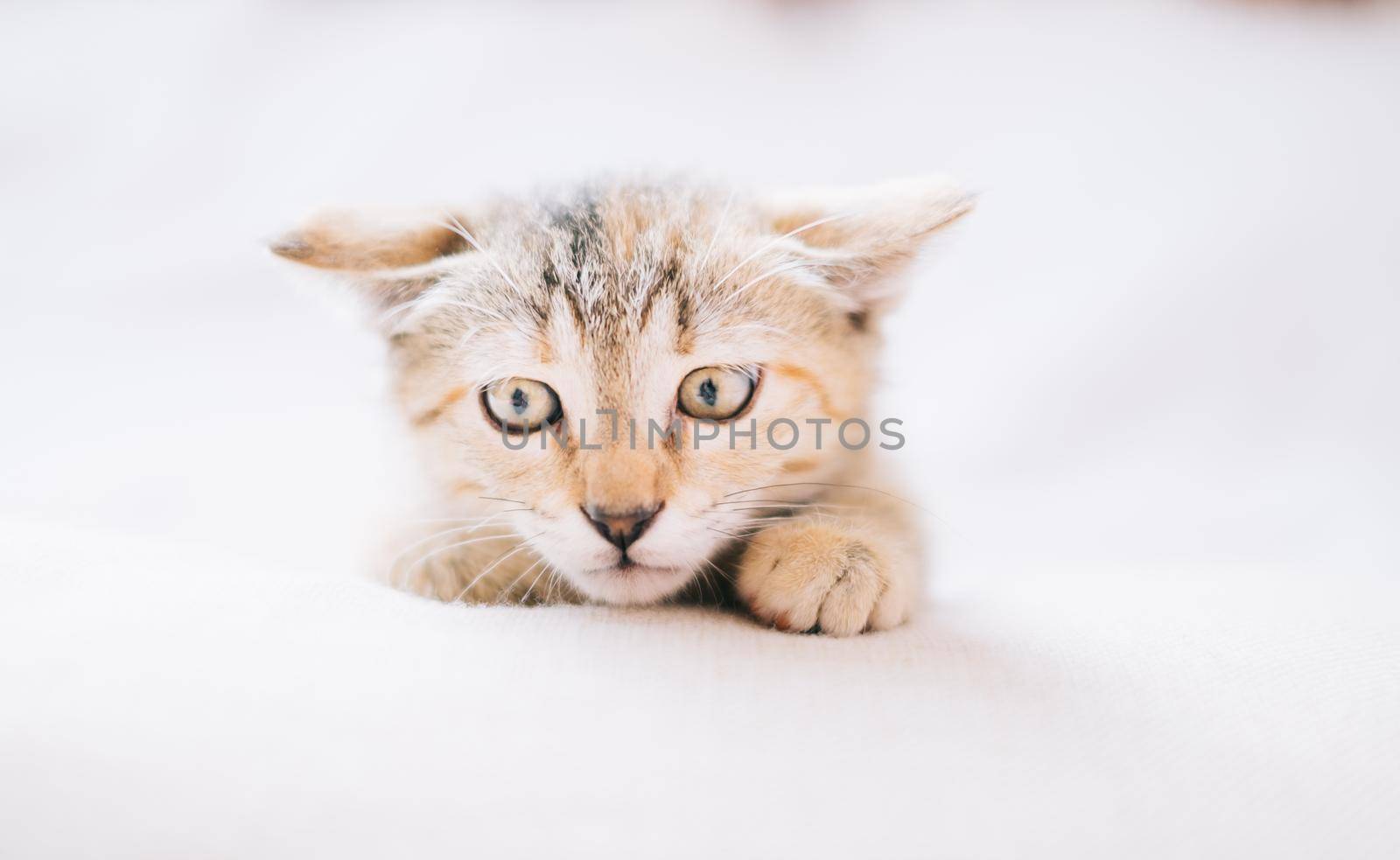Curiosity kitten. by alexAleksei