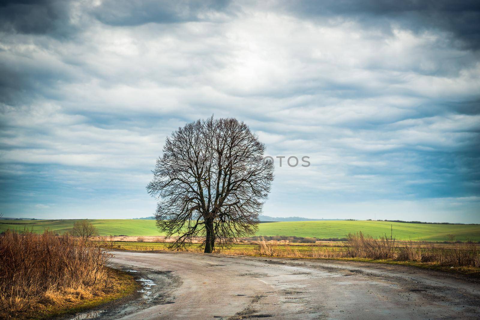 wonderful landscape with lonely tree by country road in the midst of fields