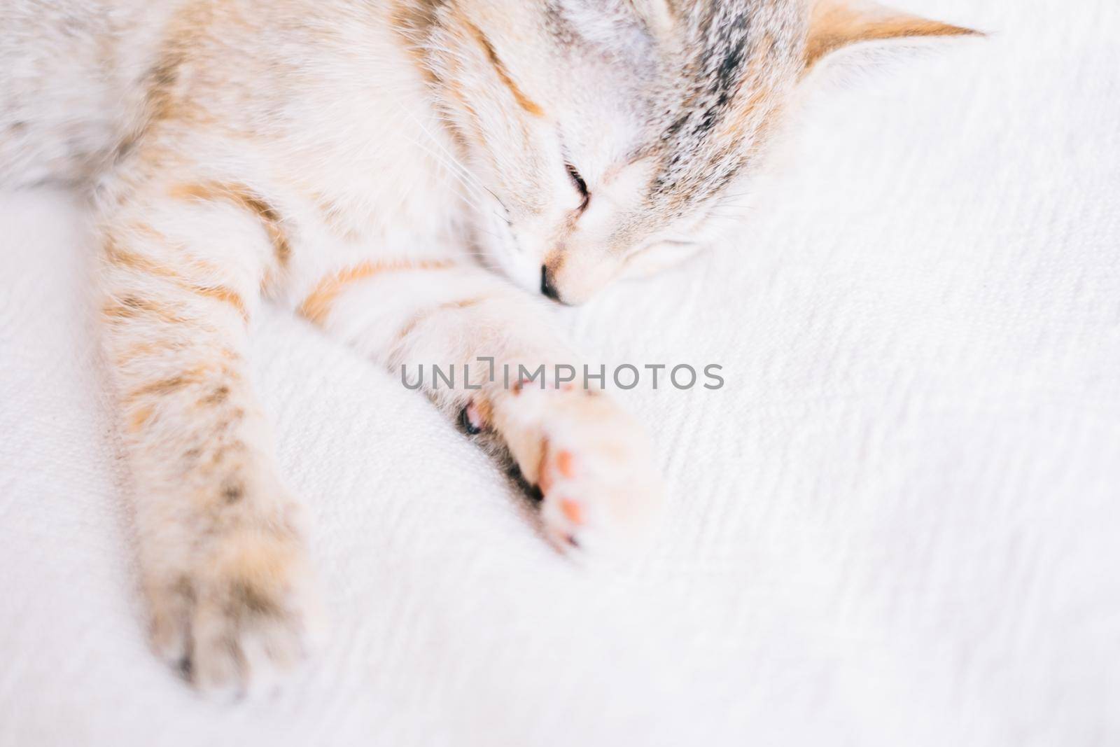 Cute kitten of tiger color sleeping on white sofa, focus on muzzle, close-up. Copy-space in right part of image.