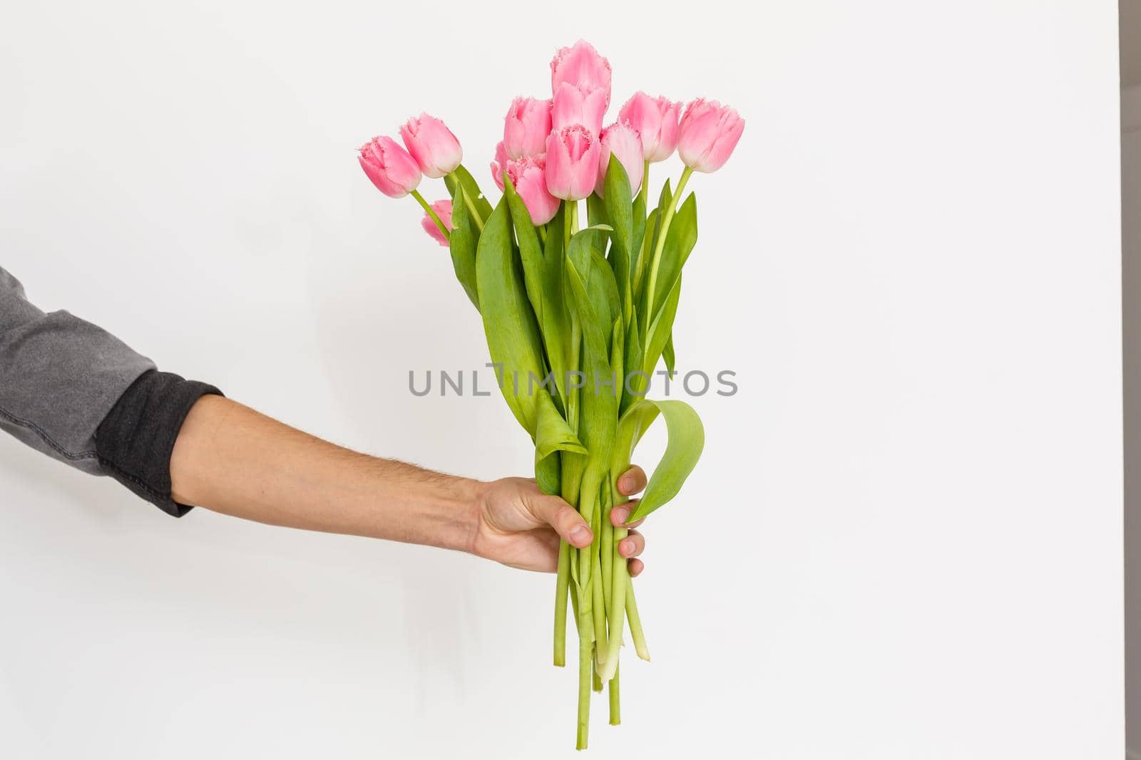 pink tulips on a white background