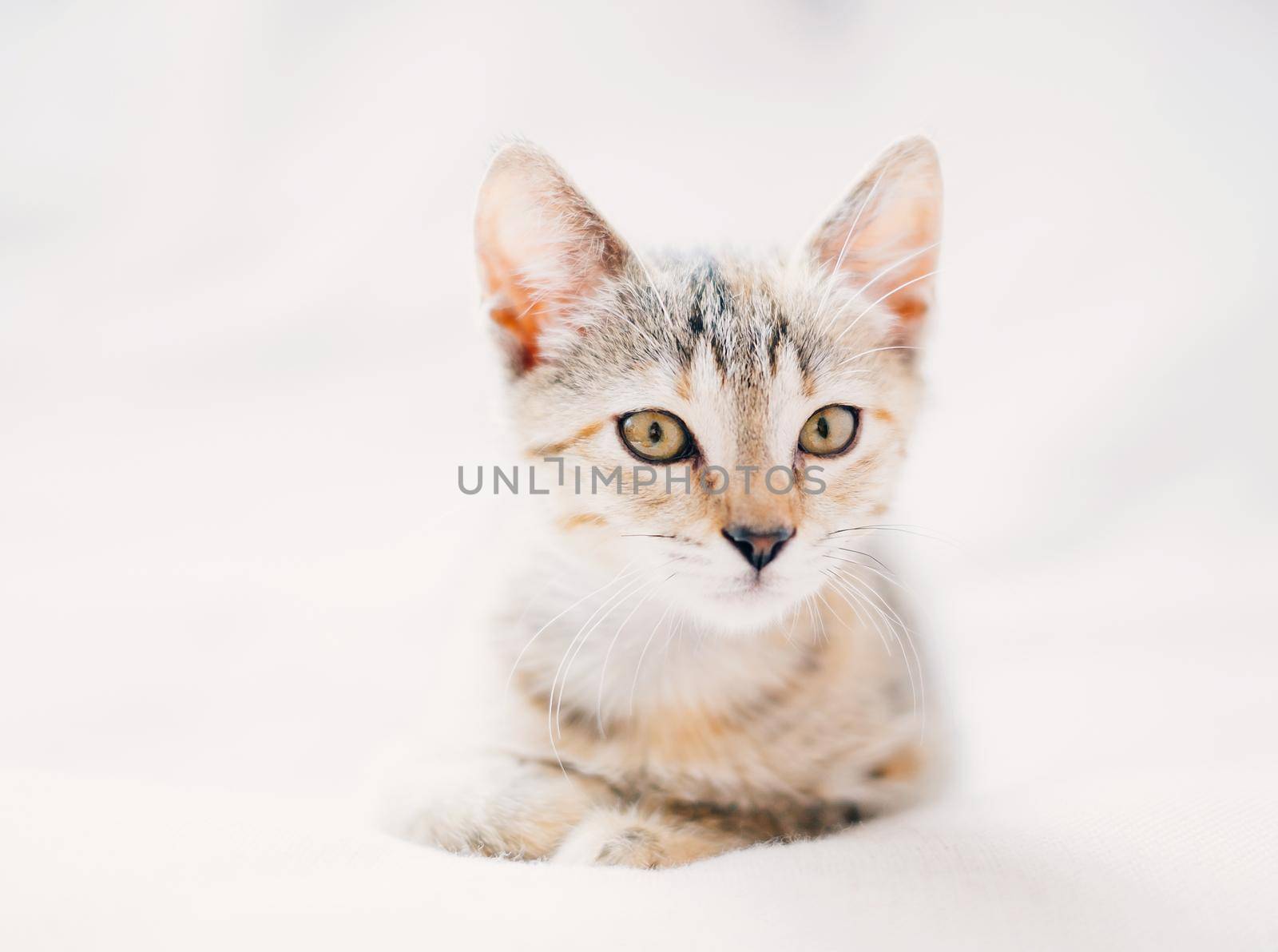 Portrait of serious kitten. by alexAleksei