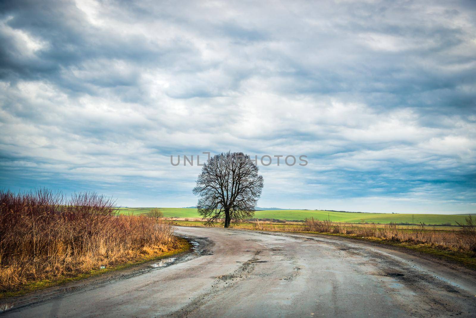 wonderful landscape with lonely tree by country road in the midst of fields