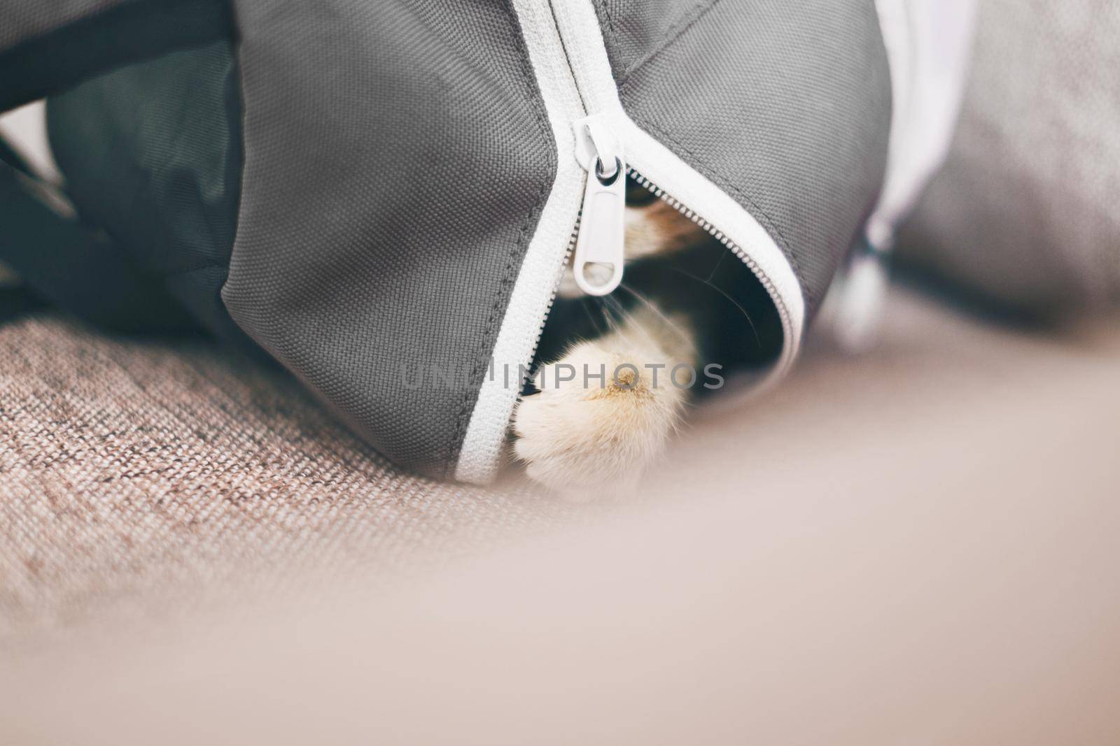 Kitten sitting in a backpack. by alexAleksei