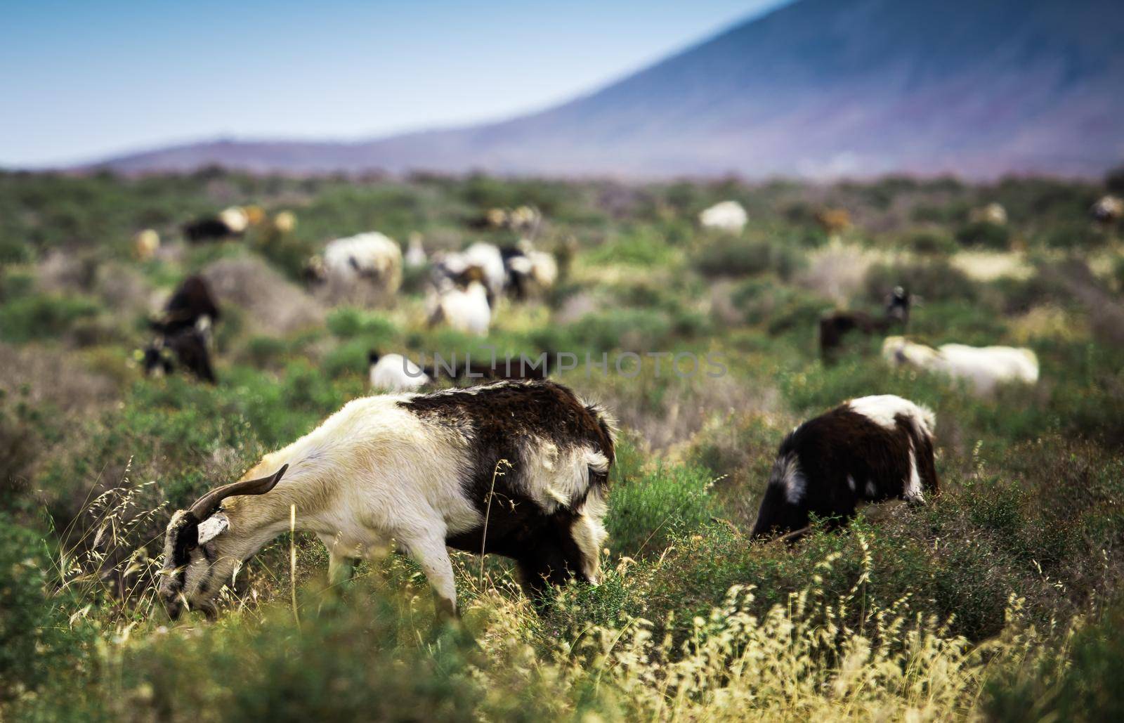 Goats, pasturing on a beautiful mountainous meadow