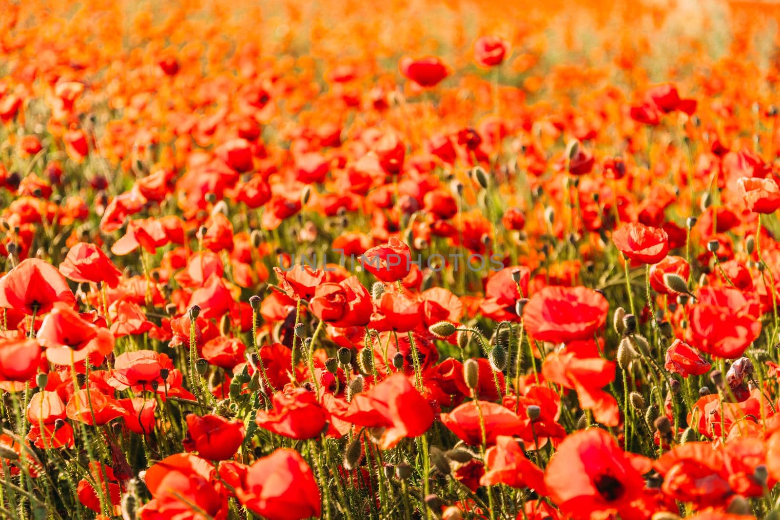 Bright flower background. Beautiful red poppies meadow.